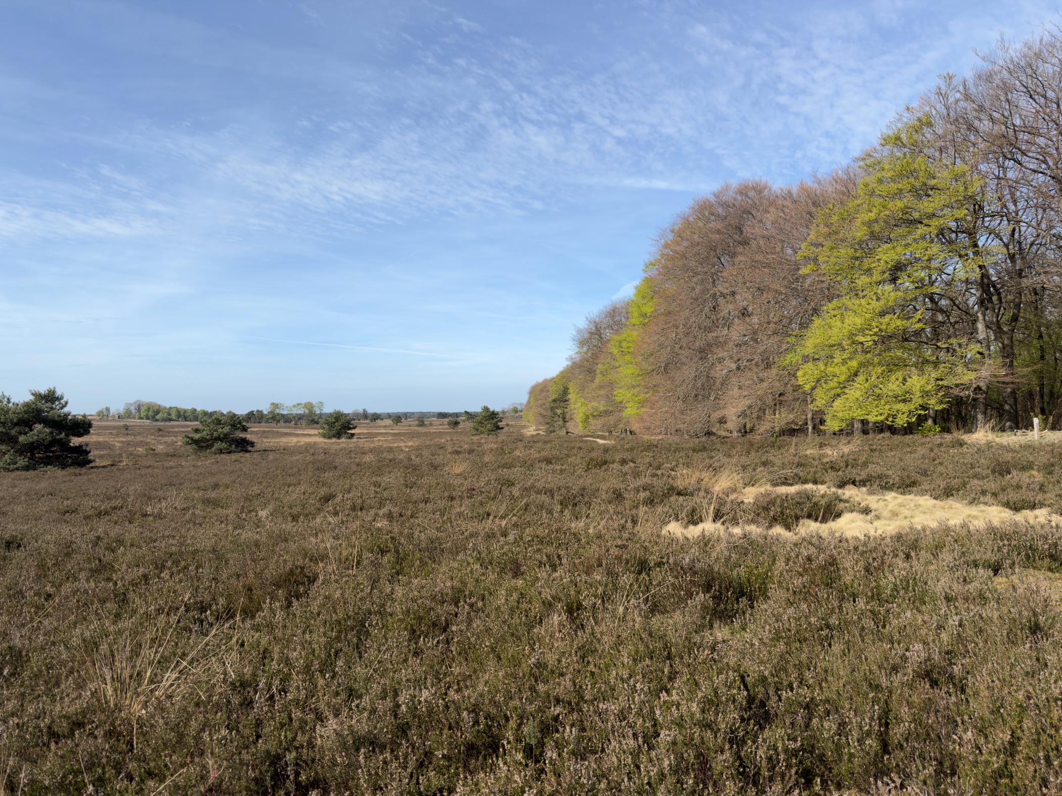 Heathland meeting the edge of a beech forest with fresh green spring leaves