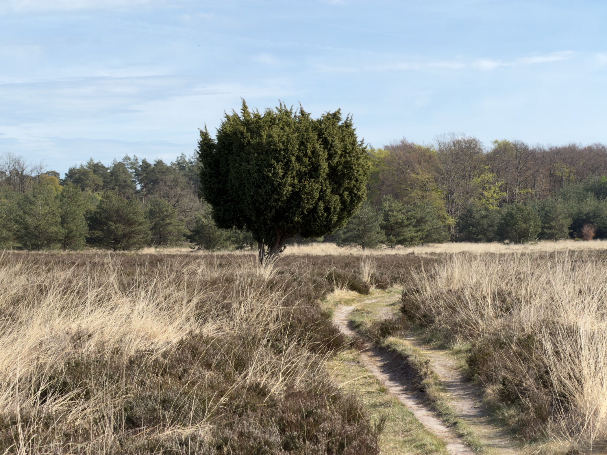 Grassy path leading towards a solitary juniper bush on the heathland