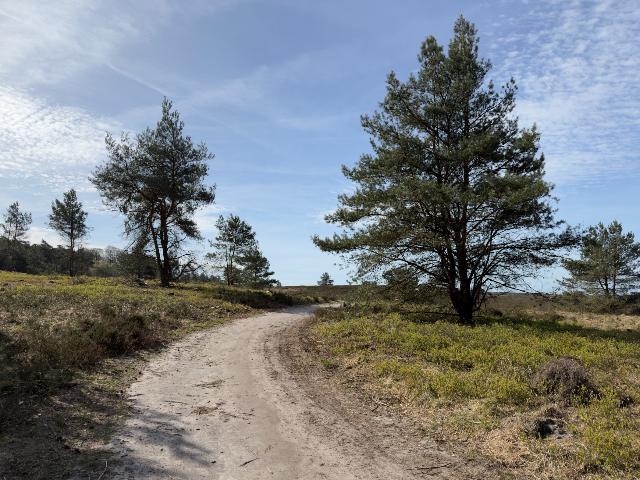 Sandy path curving past pine trees on the heathland under a blue sky