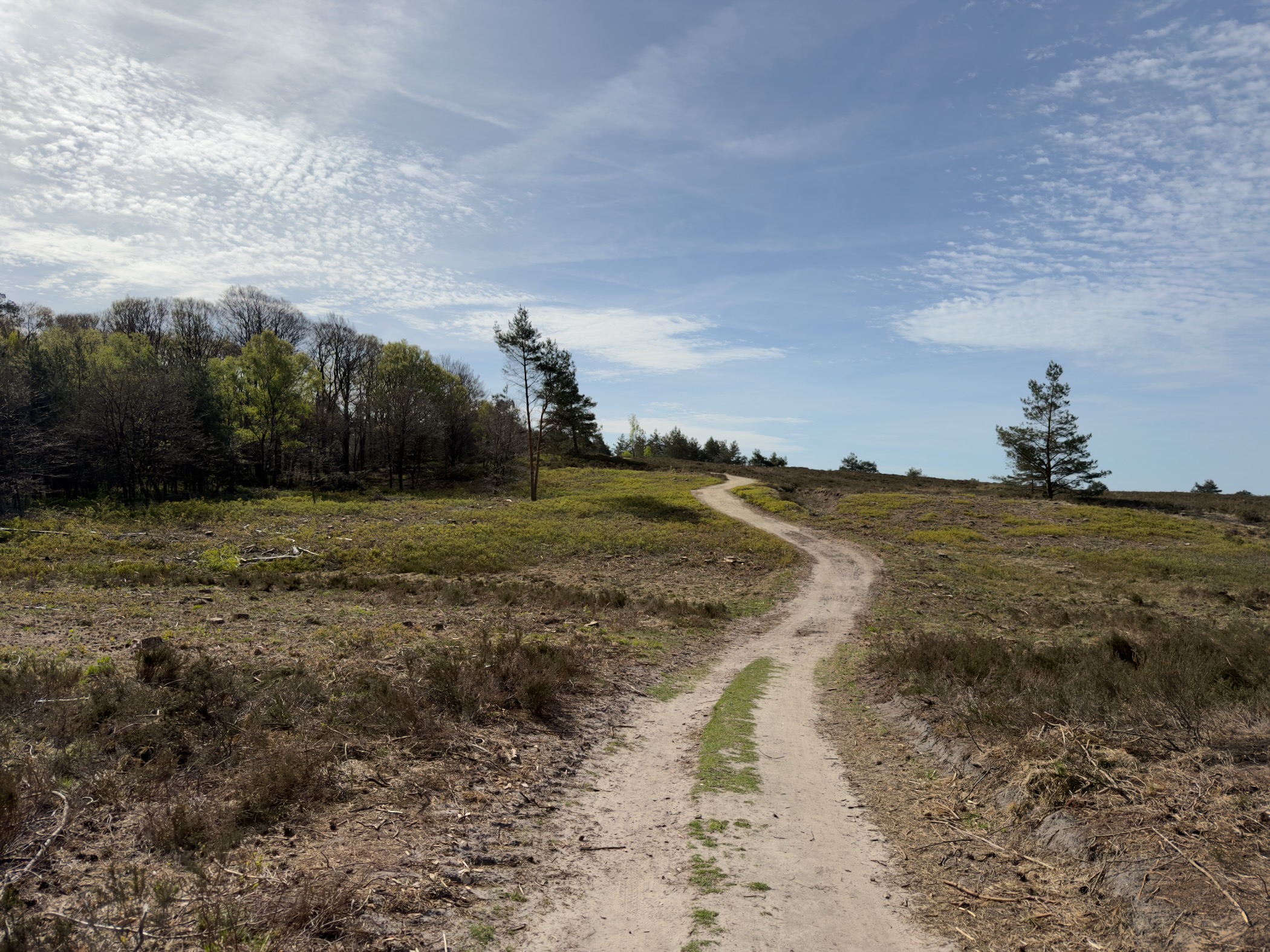 Trail climbing a gentle hill through heathland towards a forest edge