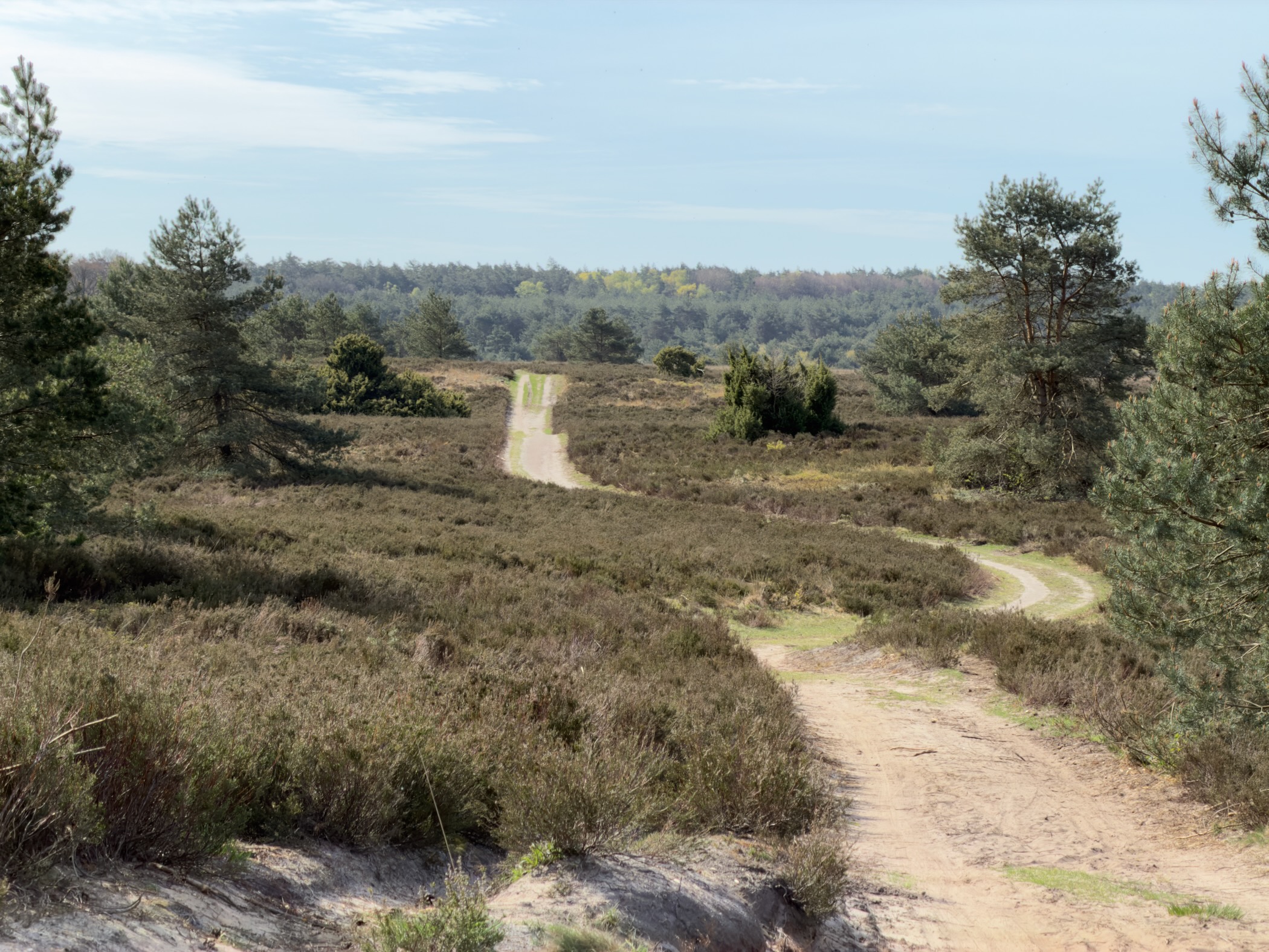 View from a hilltop across heathland with winding paths and scattered pines