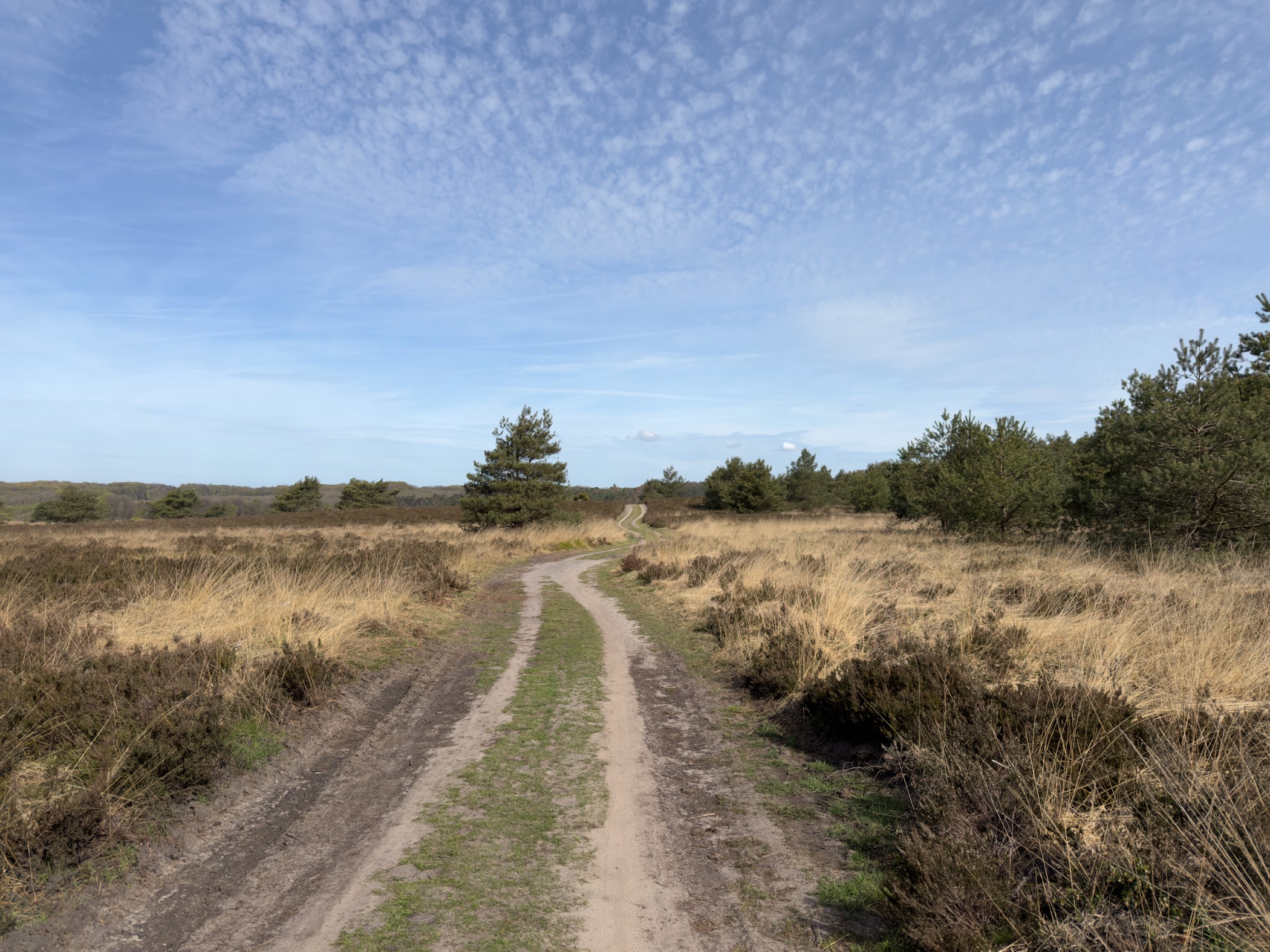 Sandy double-track path through dry grassland with pine trees in the distance