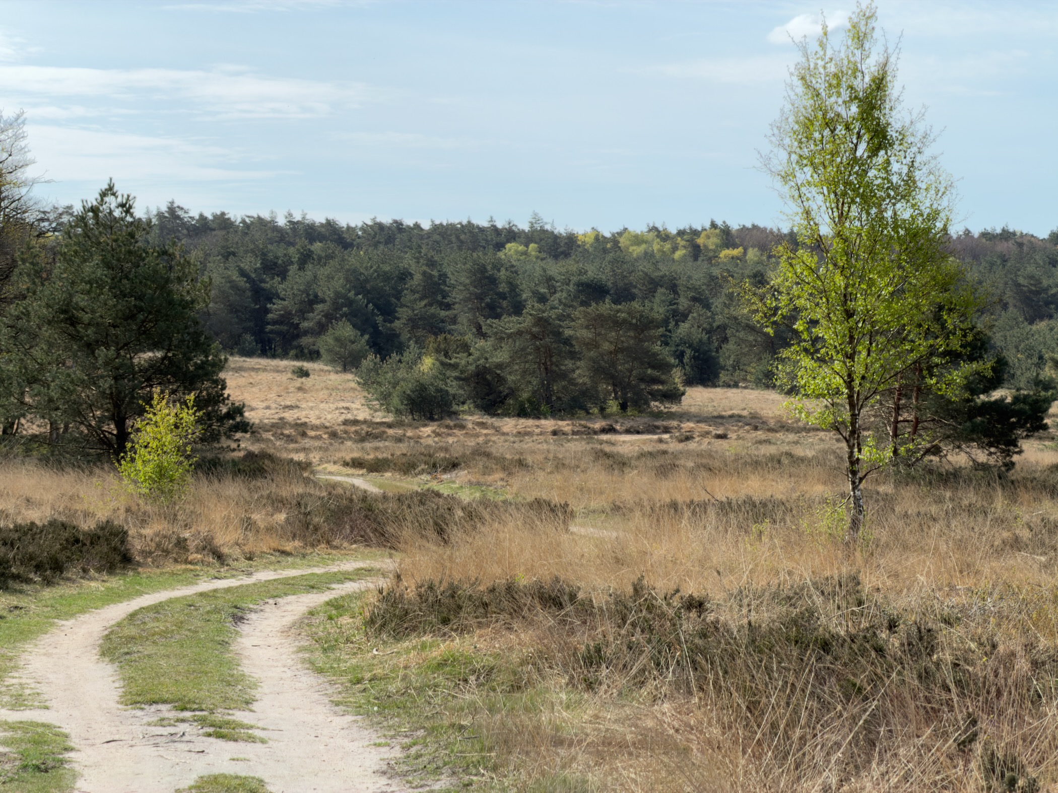Winding trail through heathland with a birch tree and pine forest in the background