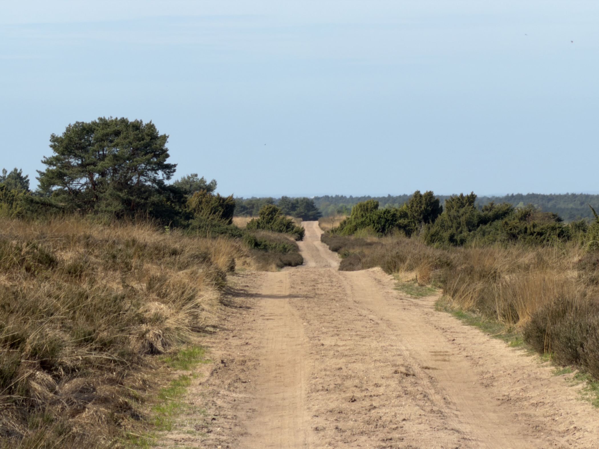 Long straight sandy road disappearing into the distance across the heathland