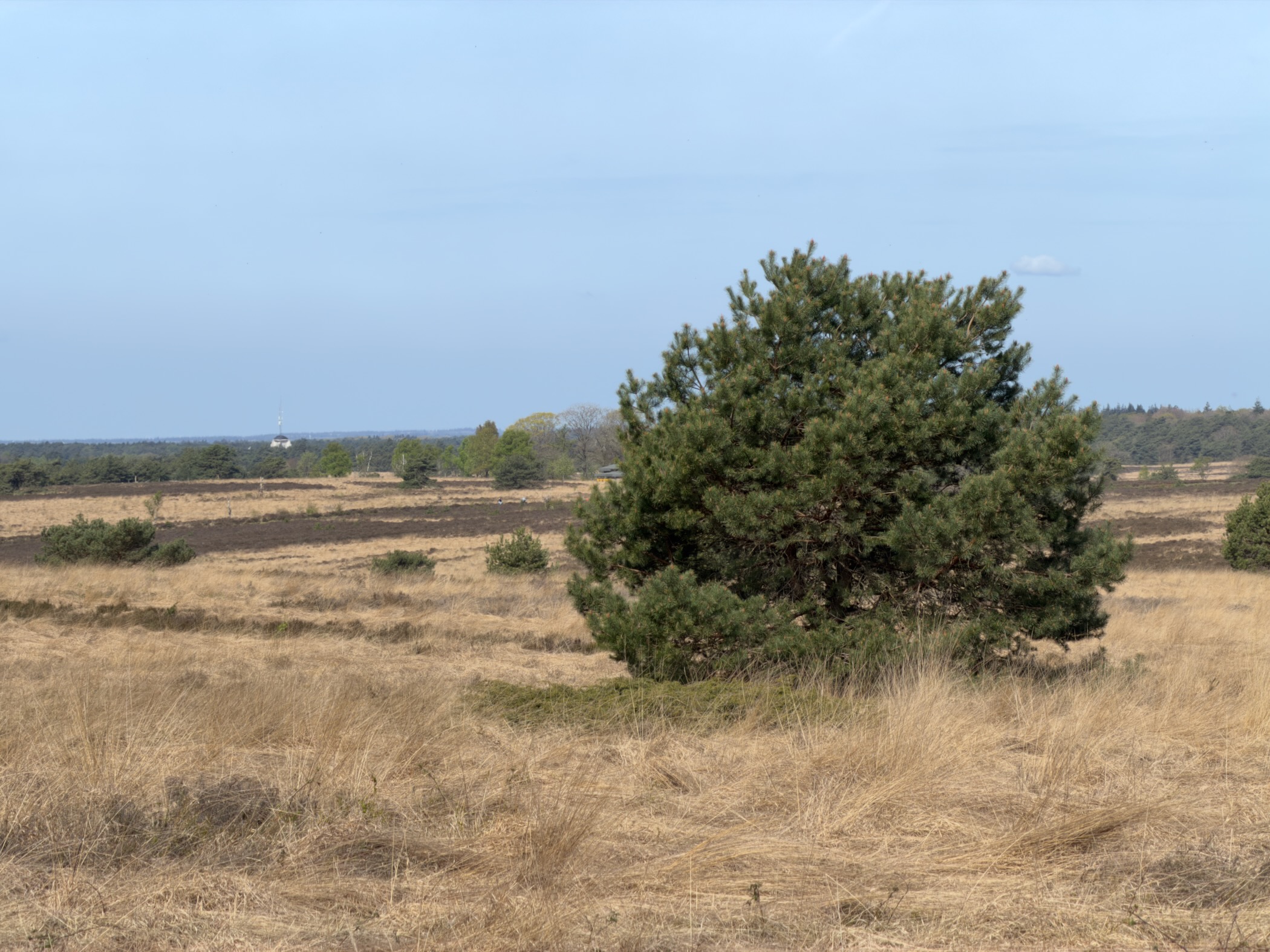 Solitary pine tree standing in an open grassy heathland