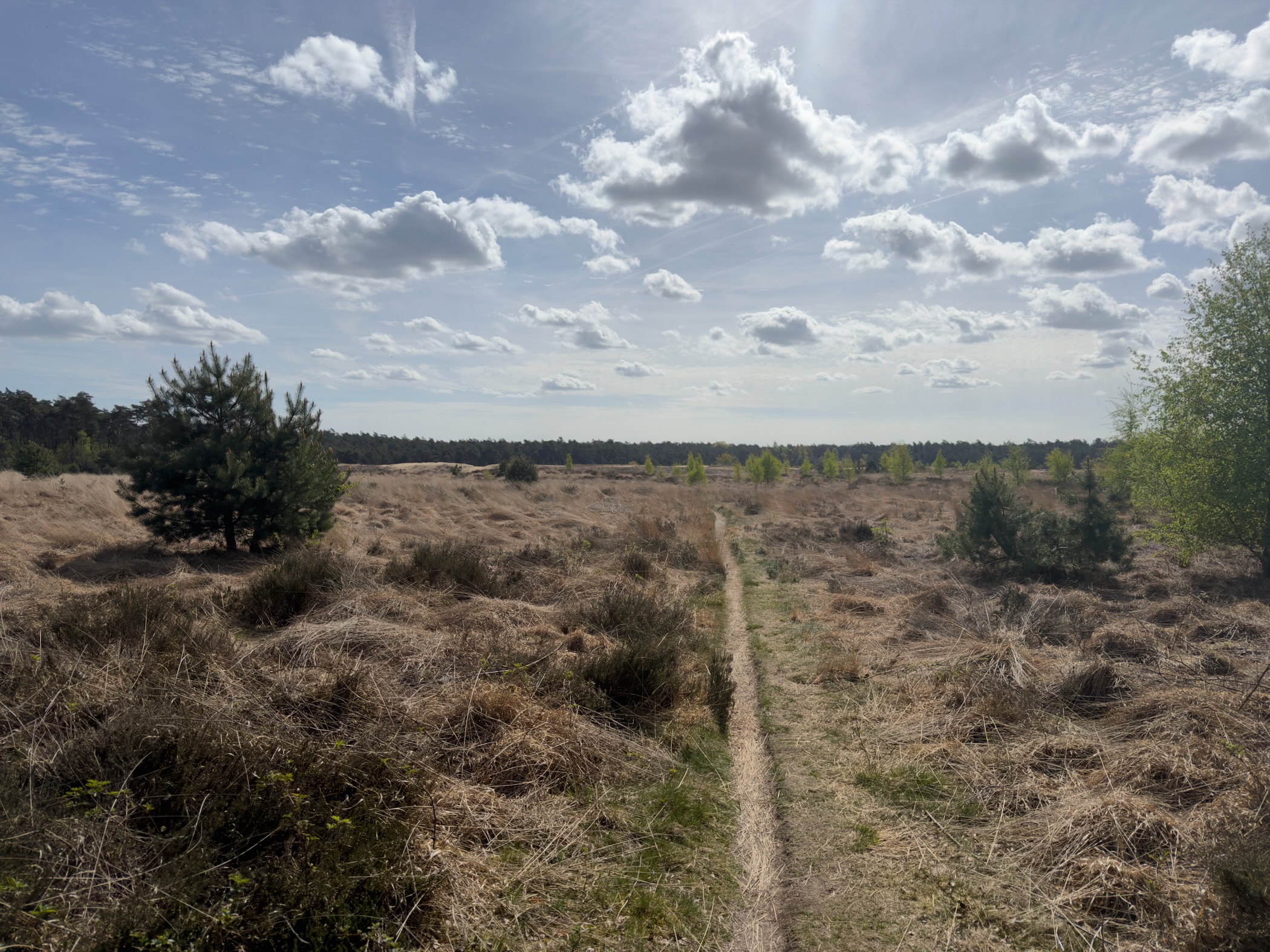 Narrow path through dried heather with scattered pines under a cloudy sky