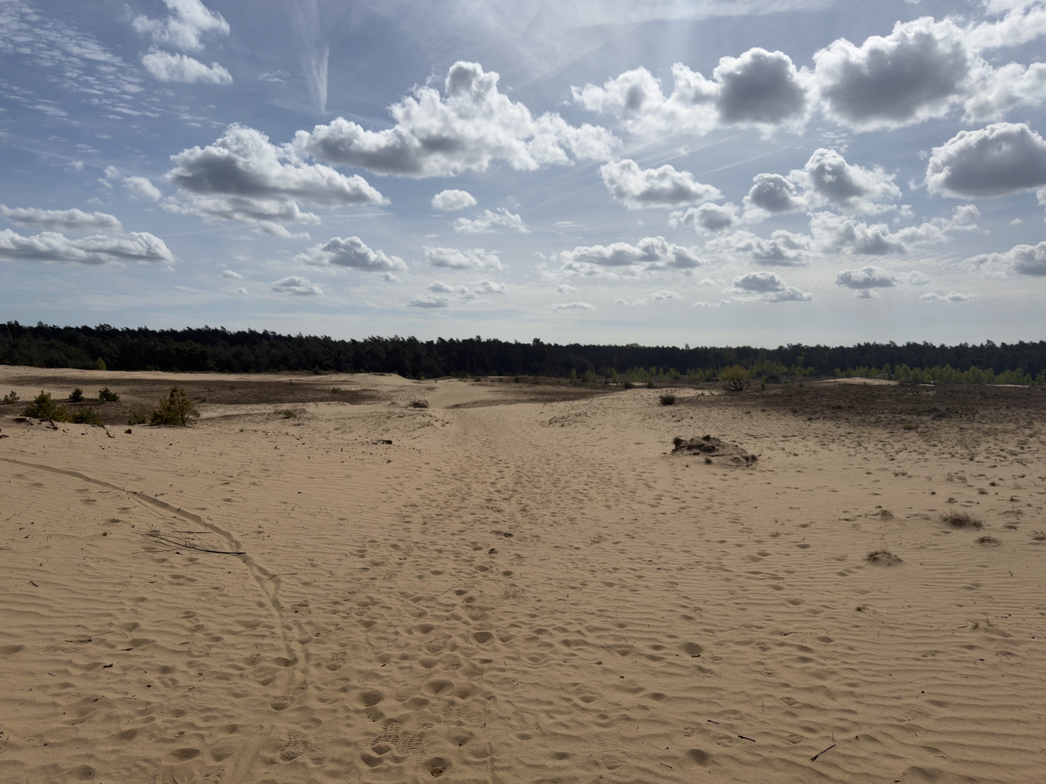 Wide sand drift area with footprints and a pine forest backdrop under cumulus clouds