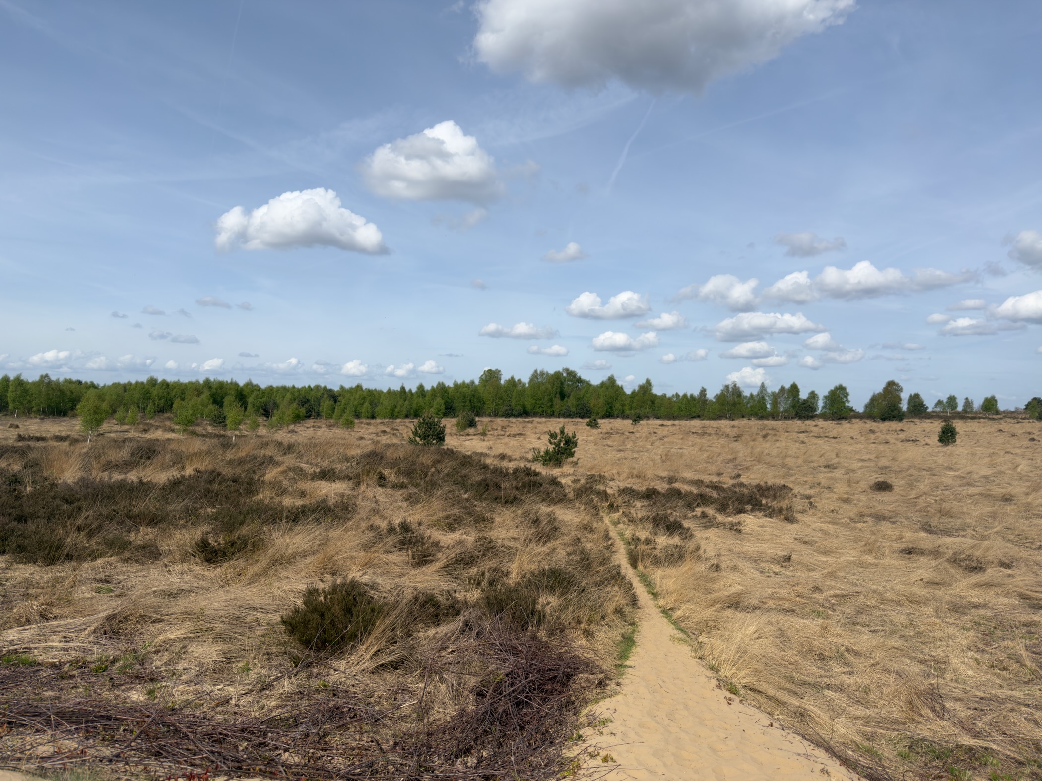 Narrow sandy trail through dried heathland leading towards a forest of young pines