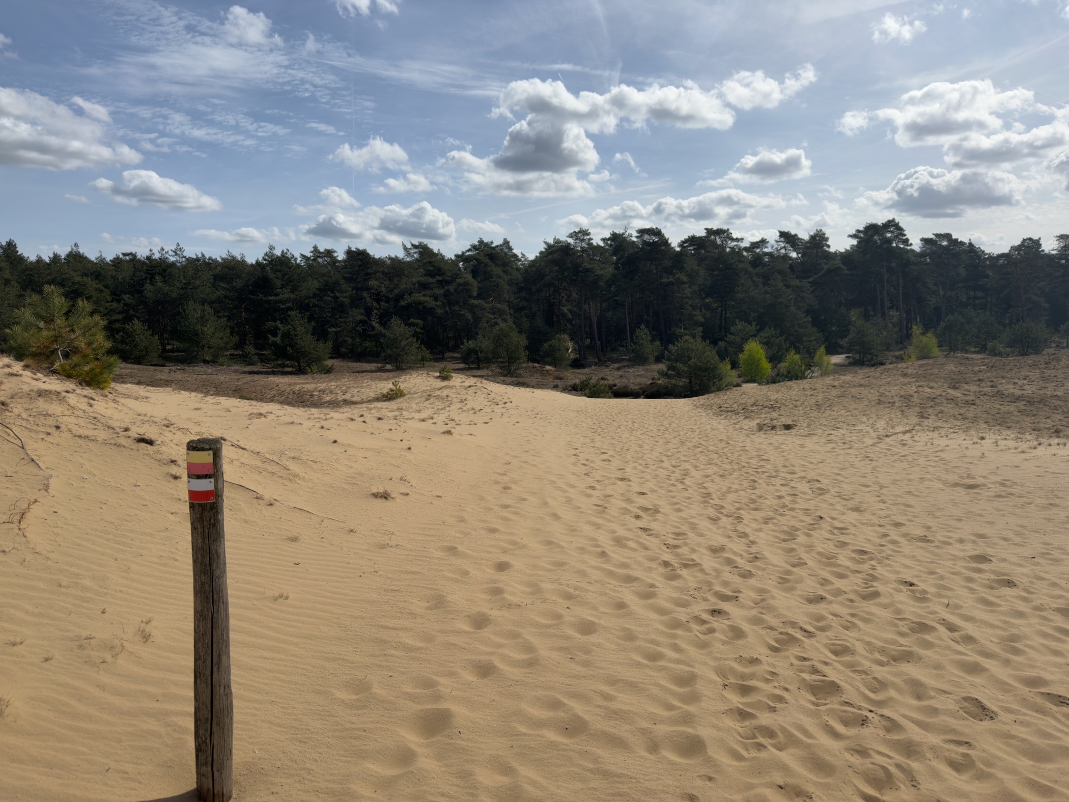 Sand drift with a trail marker post and pine forest in the background