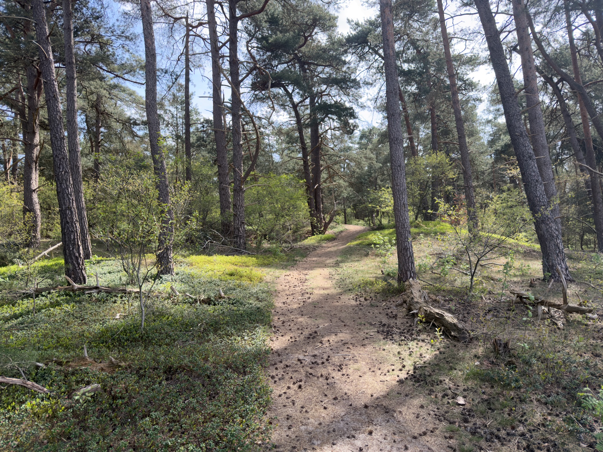 Winding trail through a sunlit pine forest with green undergrowth