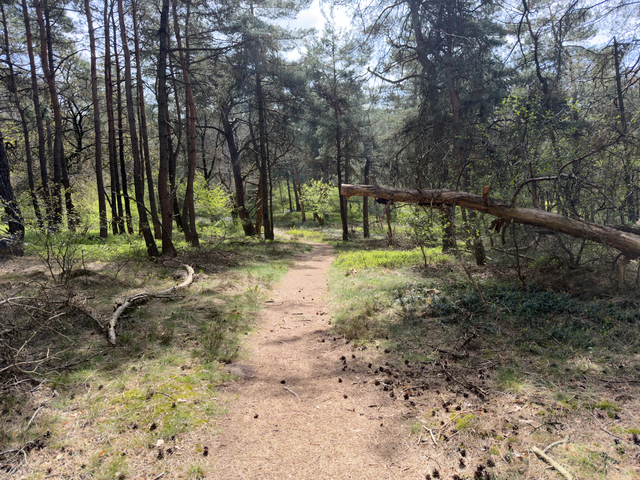 Forest path with a fallen tree across it and fresh spring greenery