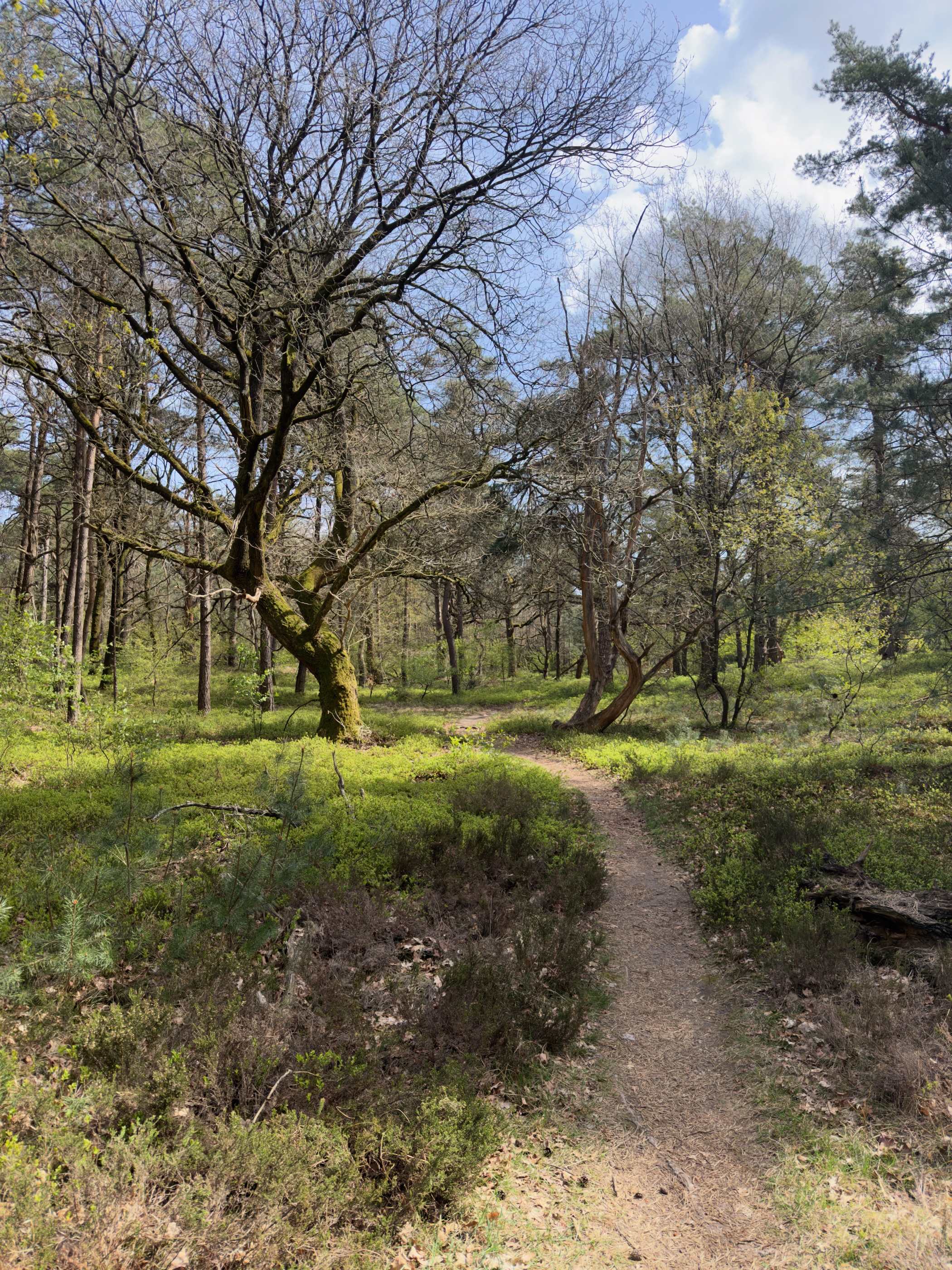 Trail through a mixed forest with a gnarled oak tree and blueberry undergrowth