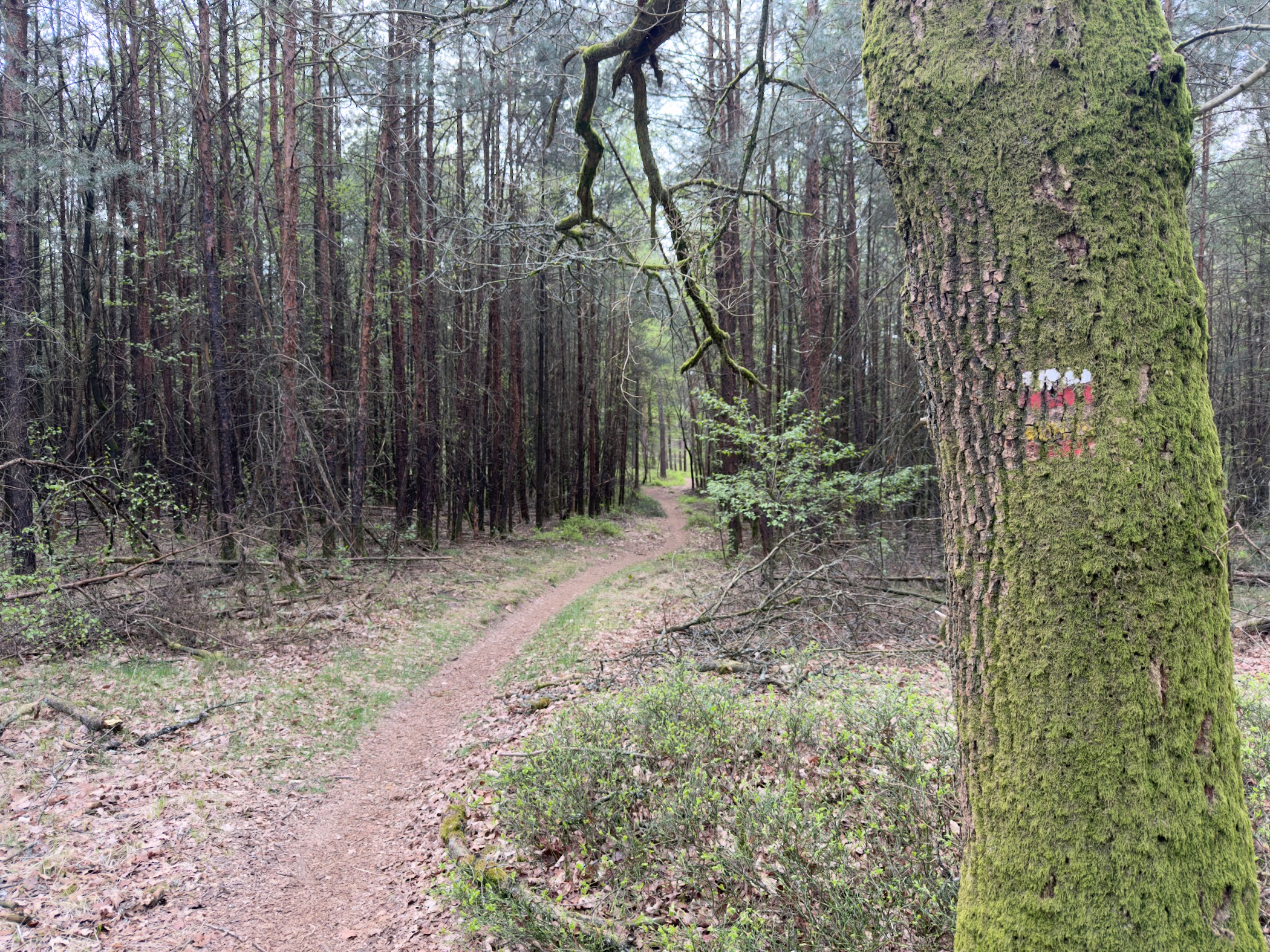 Narrow path through a dense pine forest with a trail marker on a mossy tree trunk