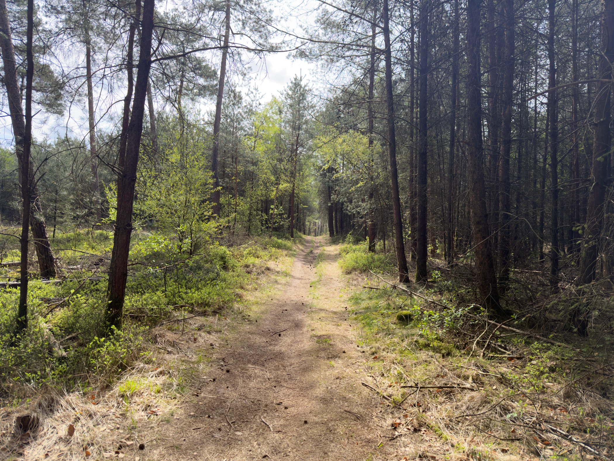 Straight forest trail through tall pines with sunlight and fresh green foliage