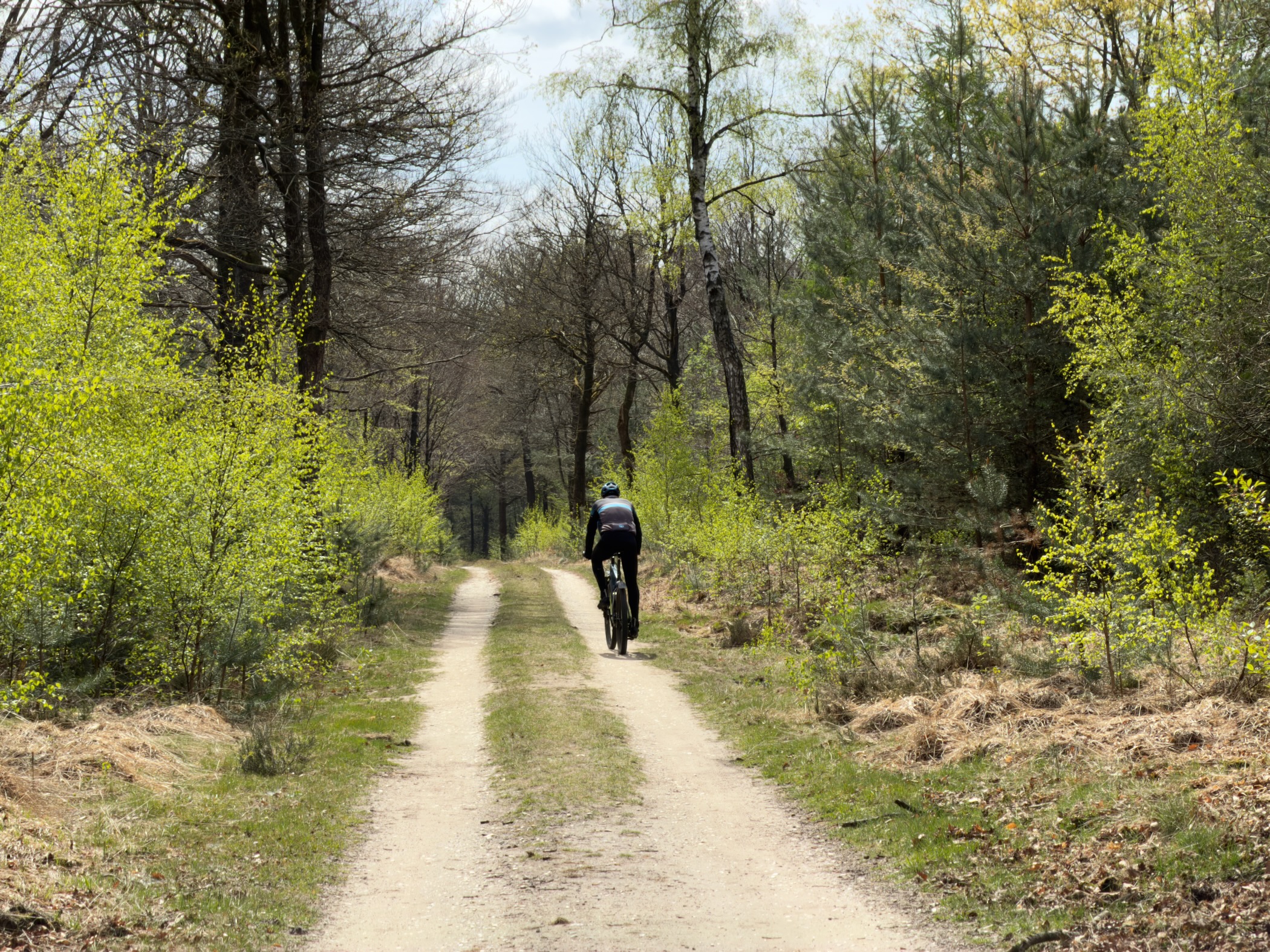 Hiker walking along a sandy forest path surrounded by spring trees
