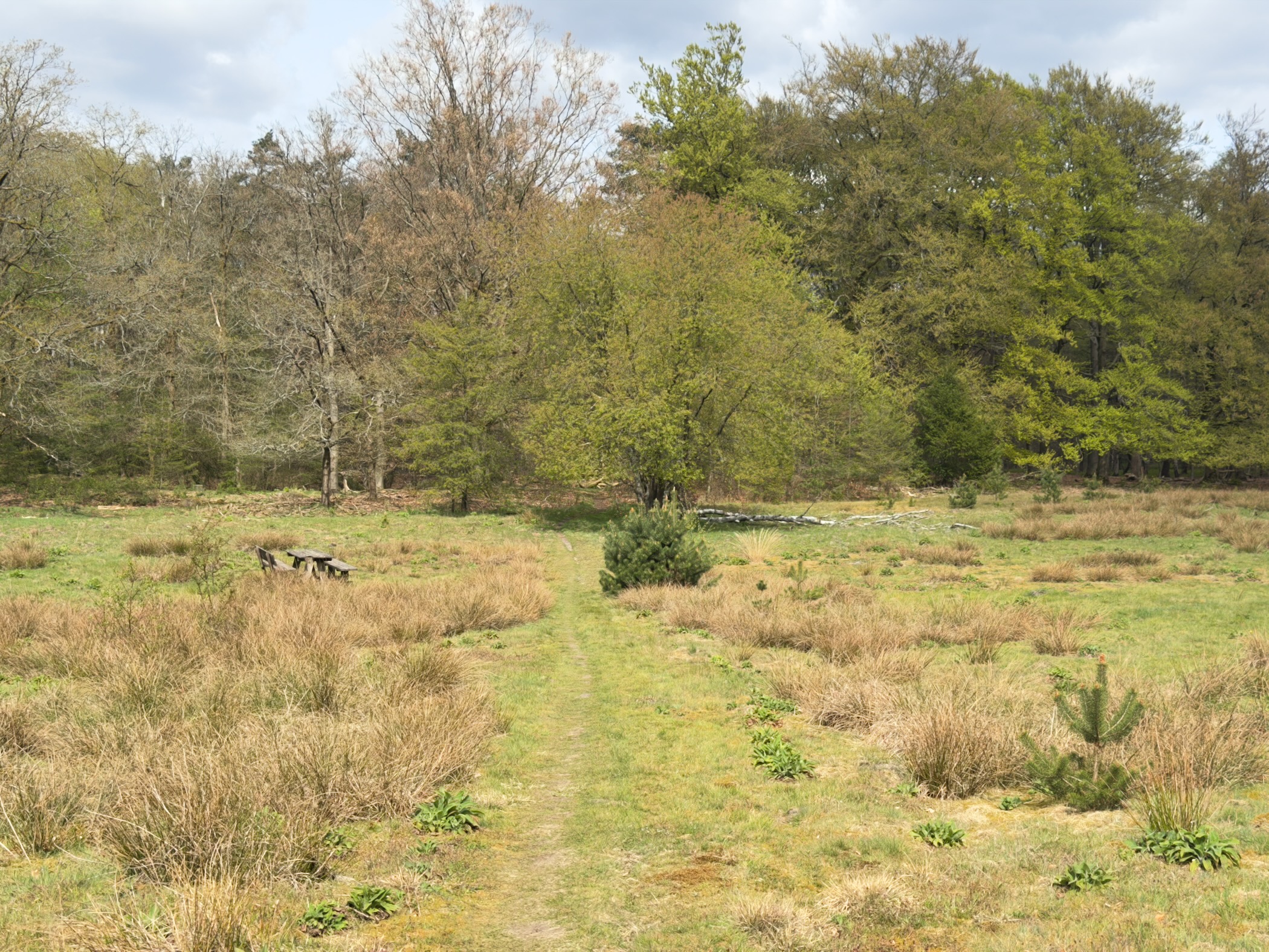 Grassy meadow path leading towards a forest edge with a small pond