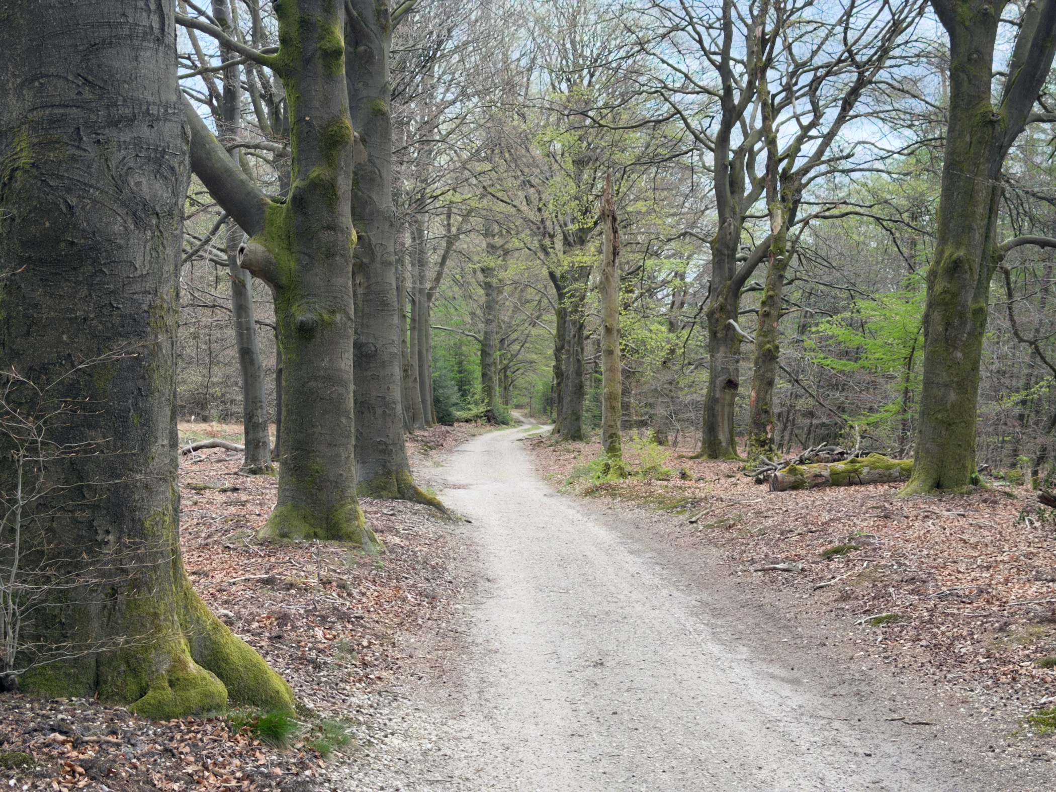 Winding gravel path through a majestic beech tree avenue with moss-covered trunks