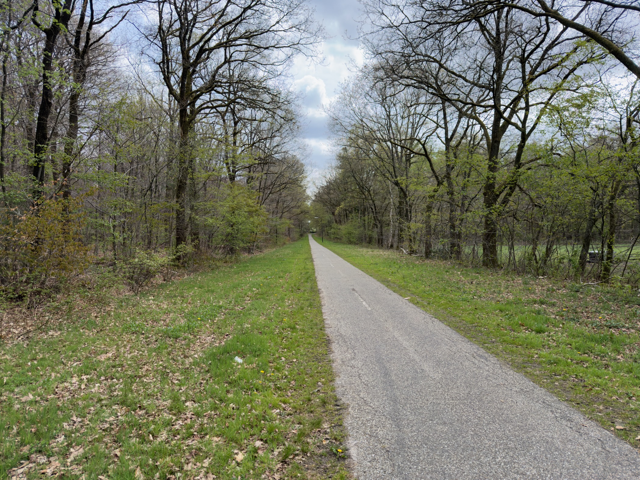 Straight paved path through a tree-lined avenue in spring