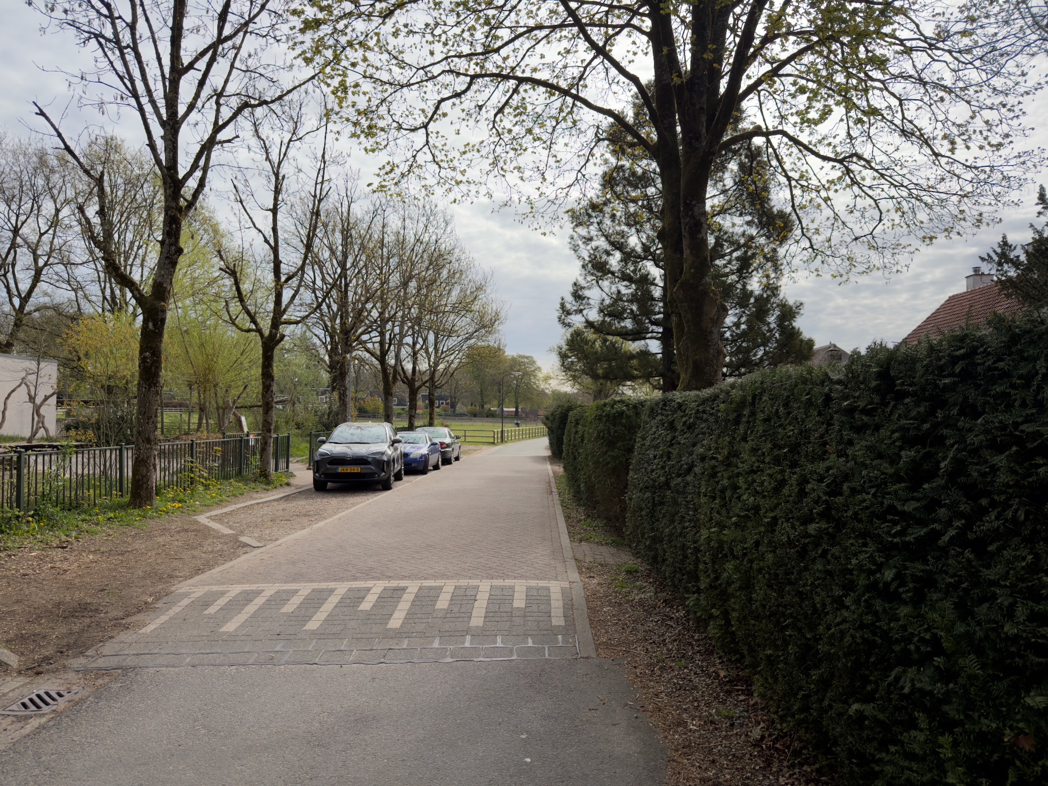 Quiet street in Hoenderloo with parked cars beside a tall hedge and bare trees