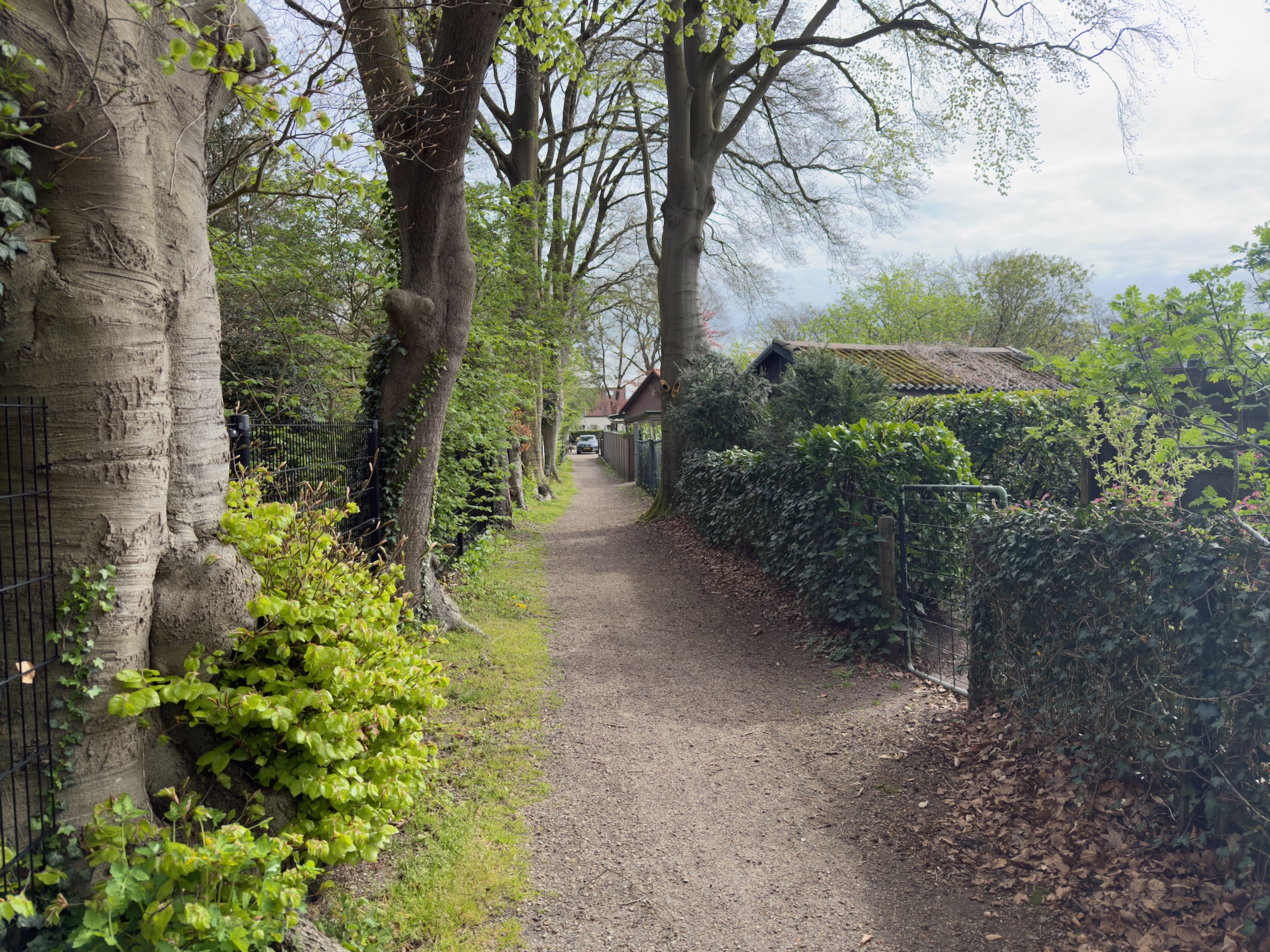 Sandy path along a row of tall beech trees with garden sheds and hedges