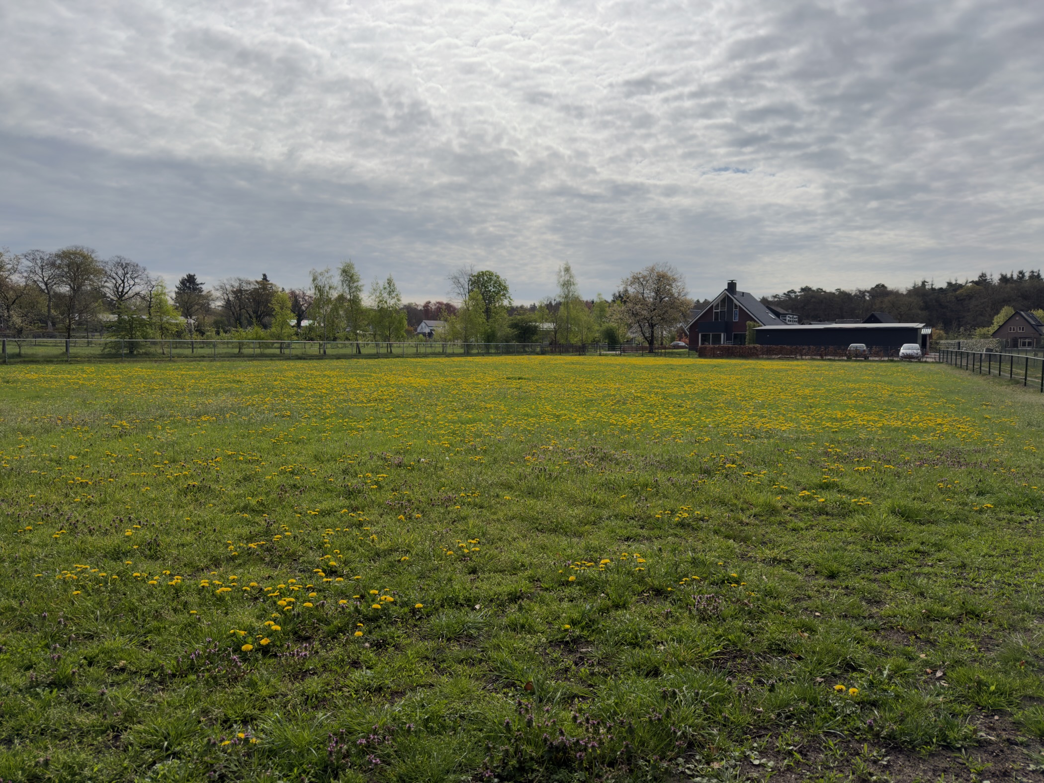 Field of grass dotted with yellow dandelions under a cloudy sky with a distant barn