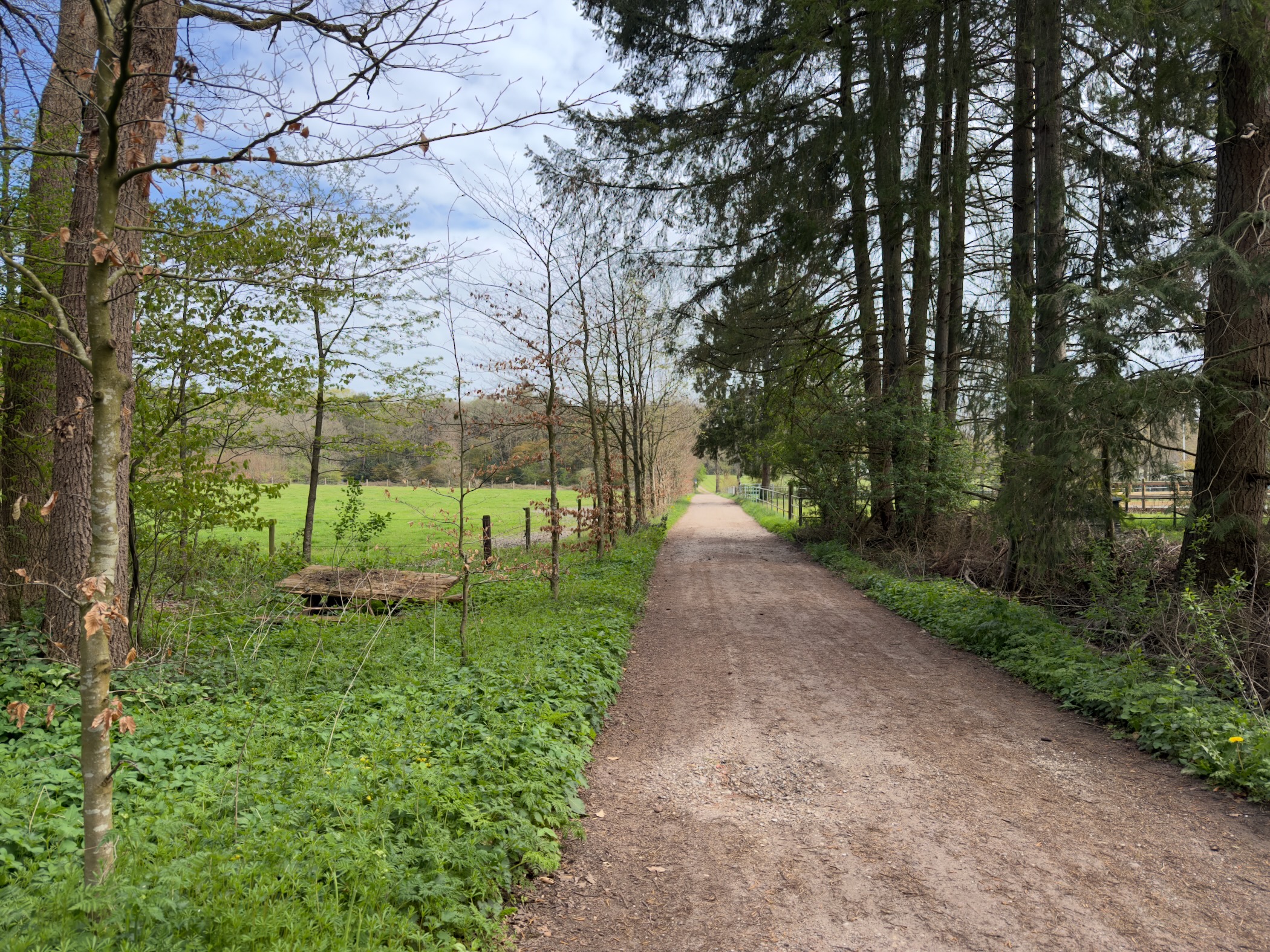 Sandy track leading into pine woods with a green pasture glimpsed through bare trees