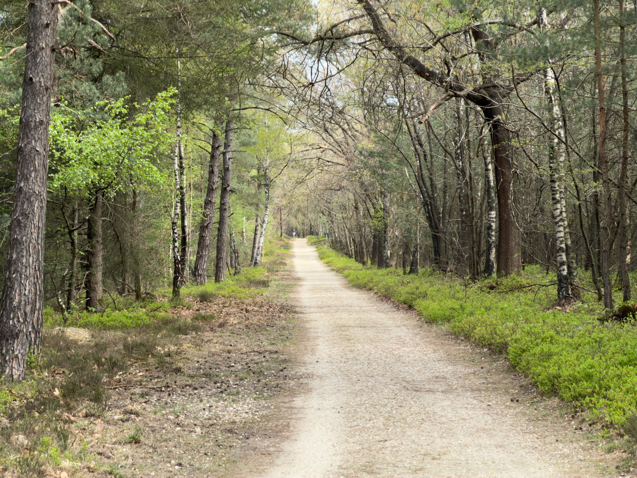 Sandy forest path lined with pine and birch trees with fresh spring greenery