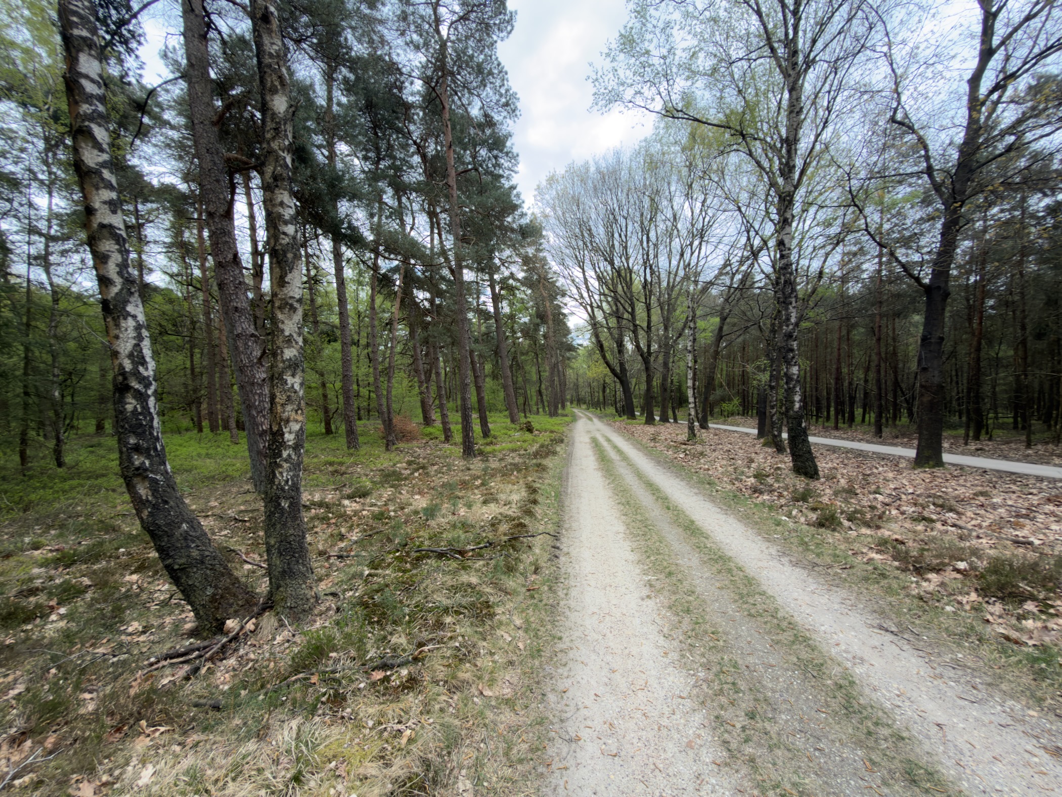 Wide sandy track through a mixed forest of birches and pines under a cloudy sky