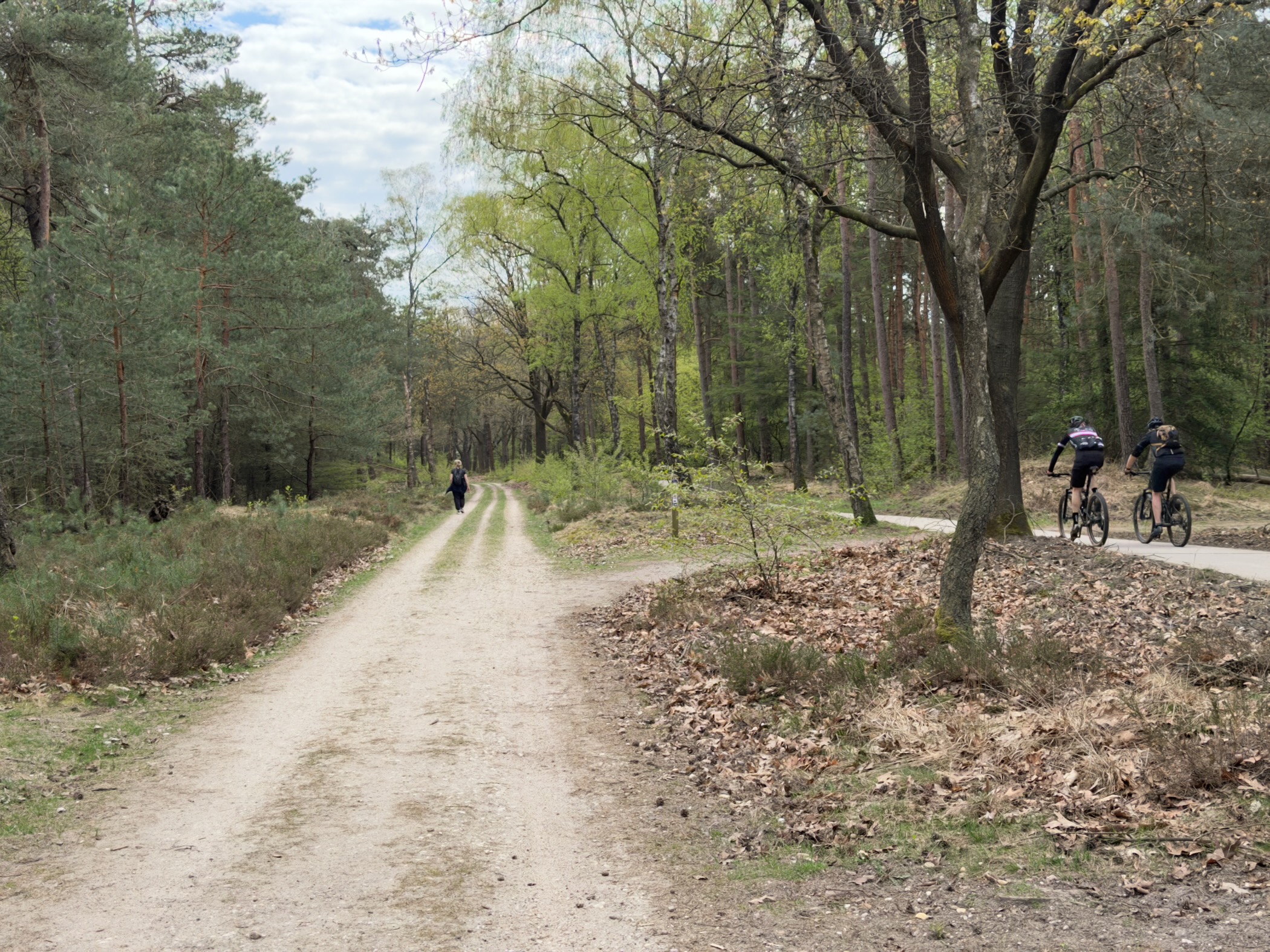 Sandy forest track with a solo hiker ahead and two cyclists on a parallel path