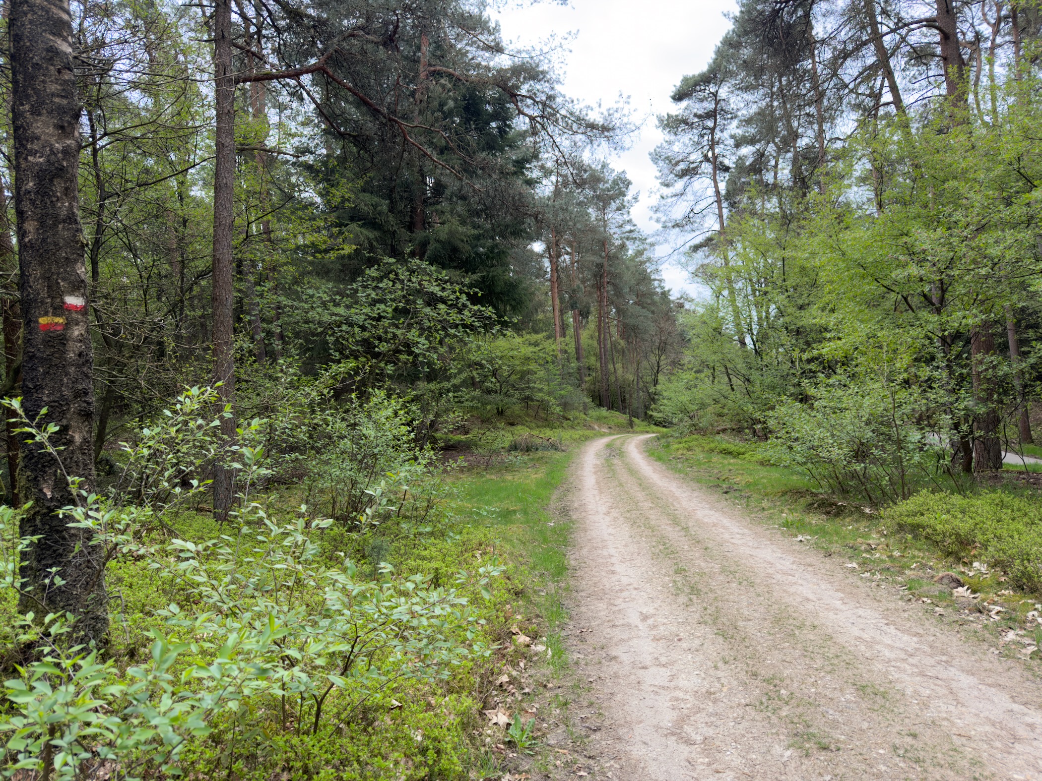 Curve in a sandy forest track with a red-and-white trail marker on a tree