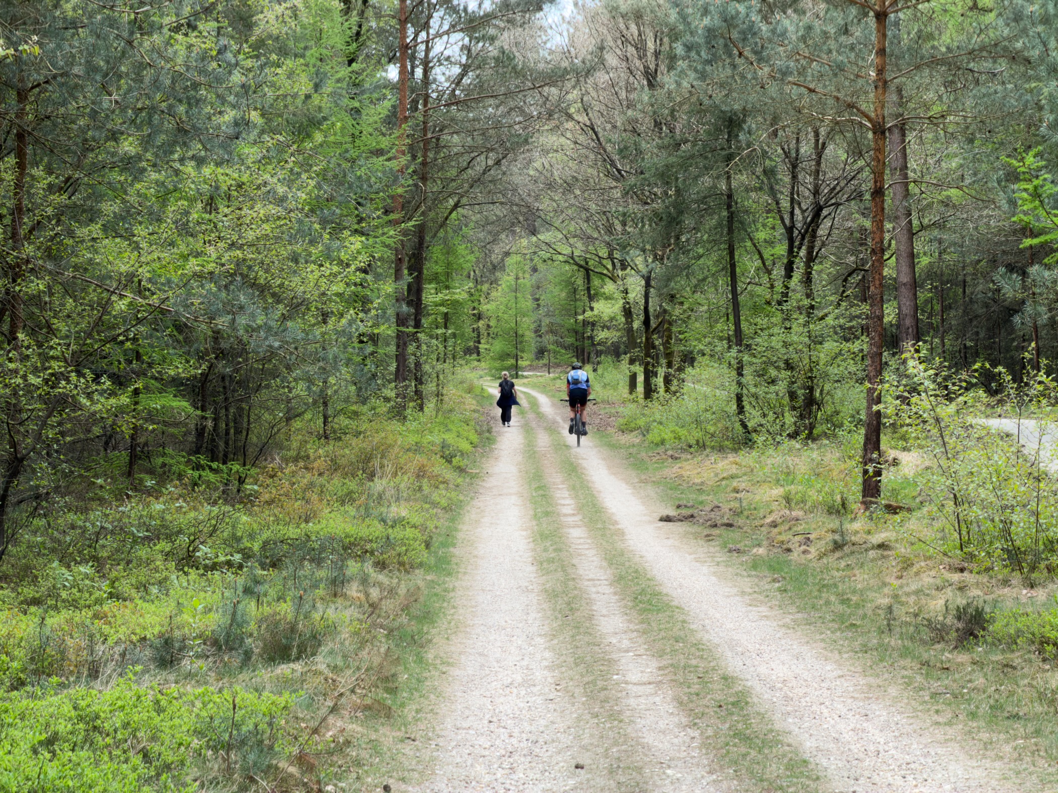 Two hikers walking down a sandy forest track lined with pines and birches