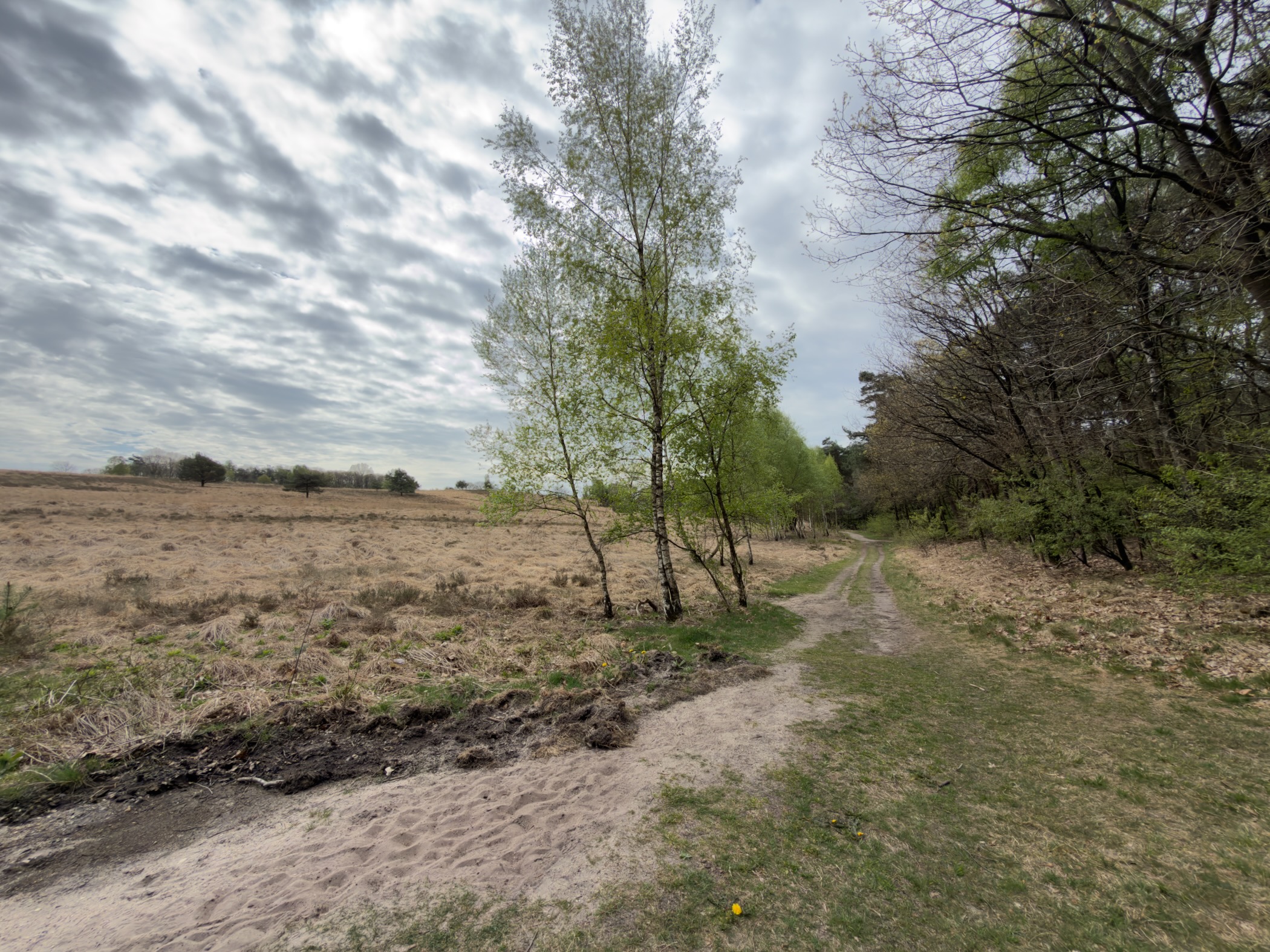 Sandy path leading into open heathland with birch trees and drifting clouds
