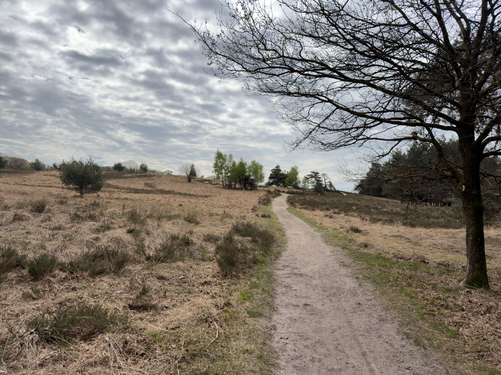 Heathland path winding under a large bare oak tree on a hazy day