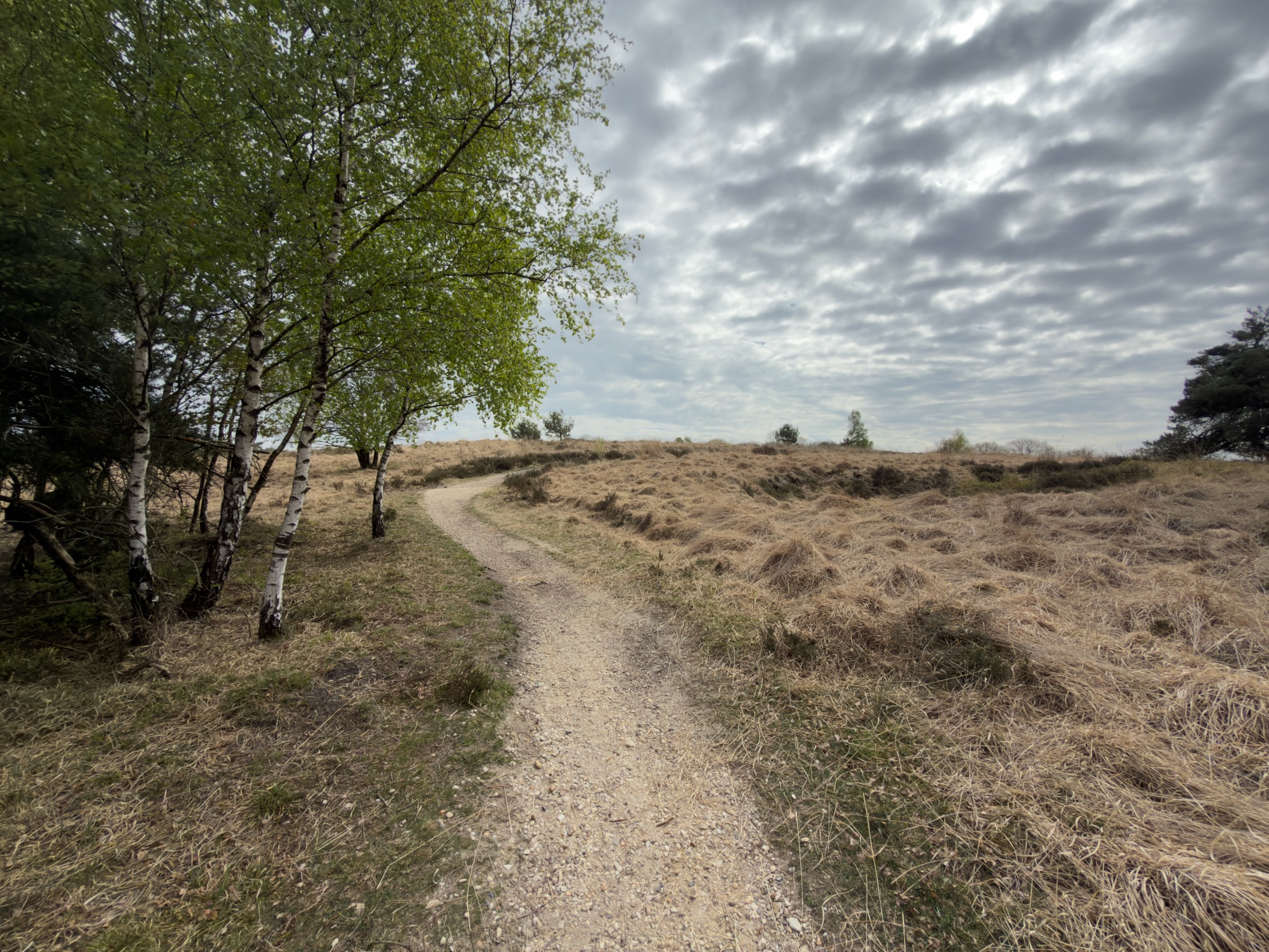 Sandy path curving through heather with birch trees and a dramatic cloudy sky