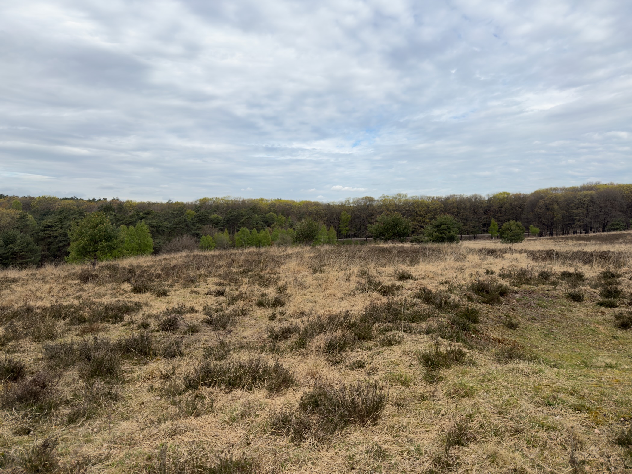 Open heathland dotted with grasses and small shrubs under a layered cloudy sky