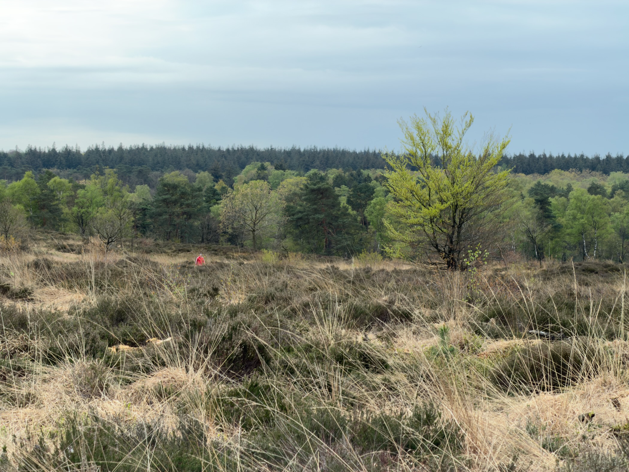 Heathland with a distant hiker in a red jacket and a bright spring-green tree
