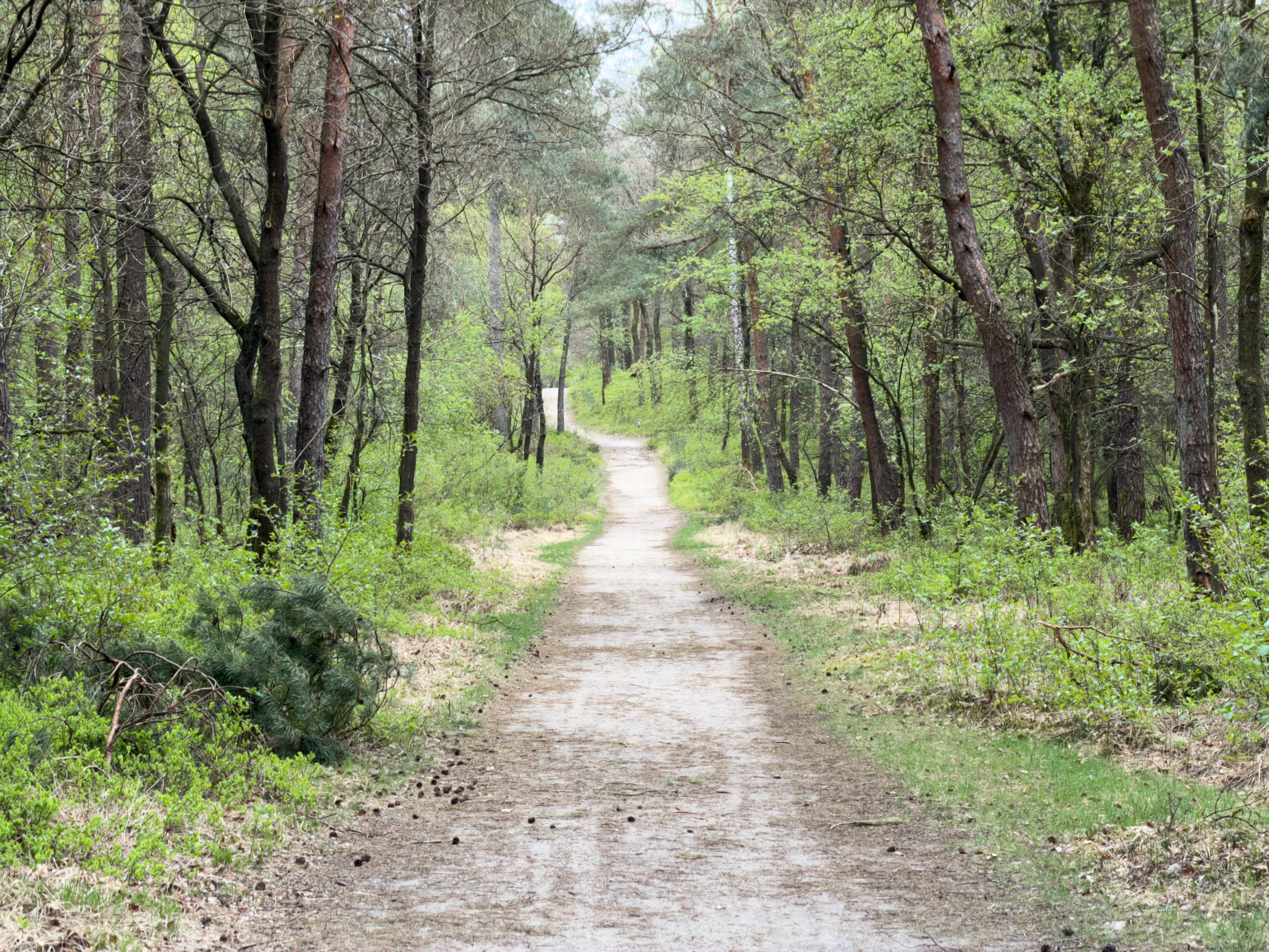 Forest path lined with pines and birches with fresh spring growth