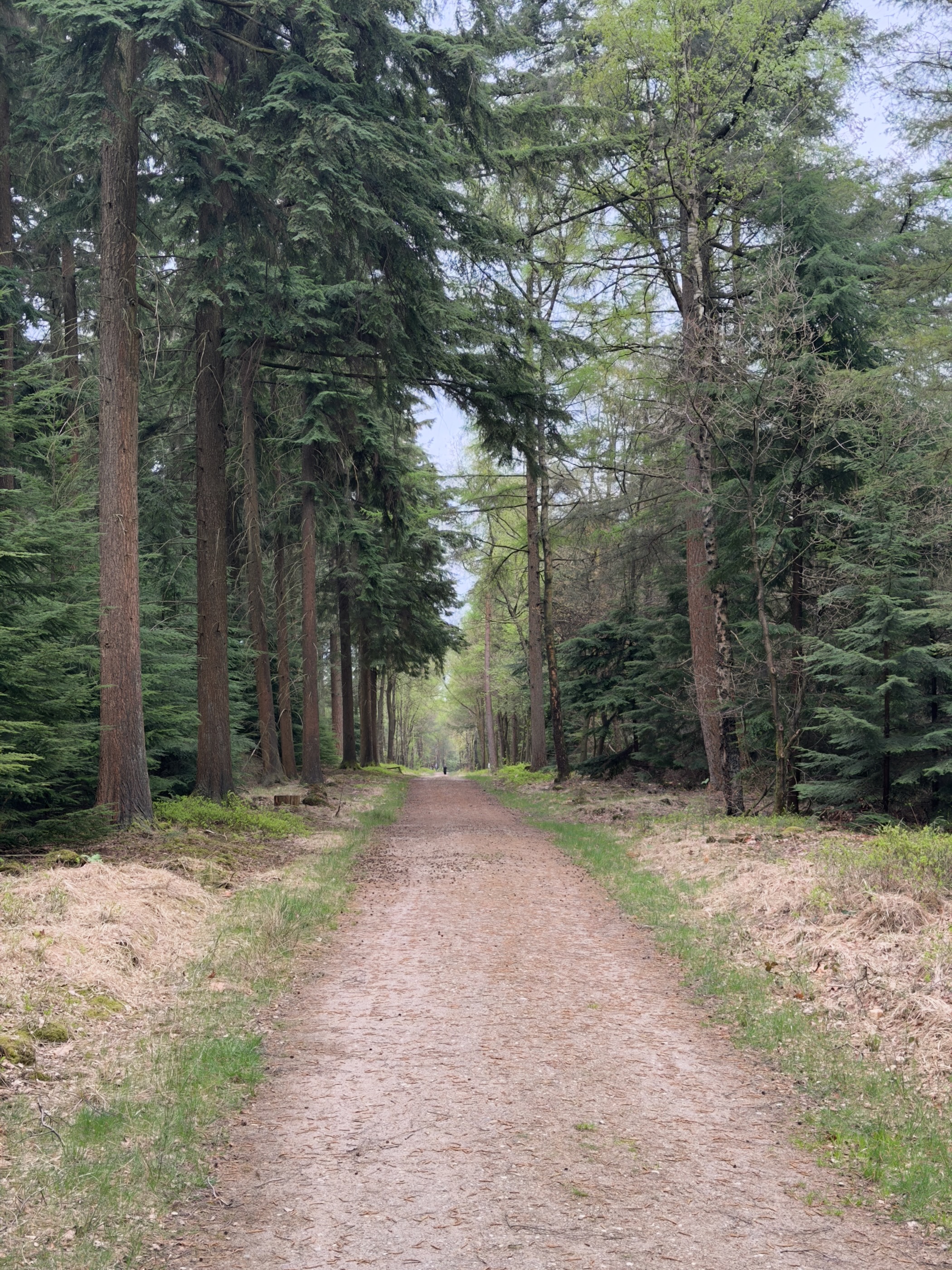 Tall avenue of douglas firs over a sandy forest road receding into the distance