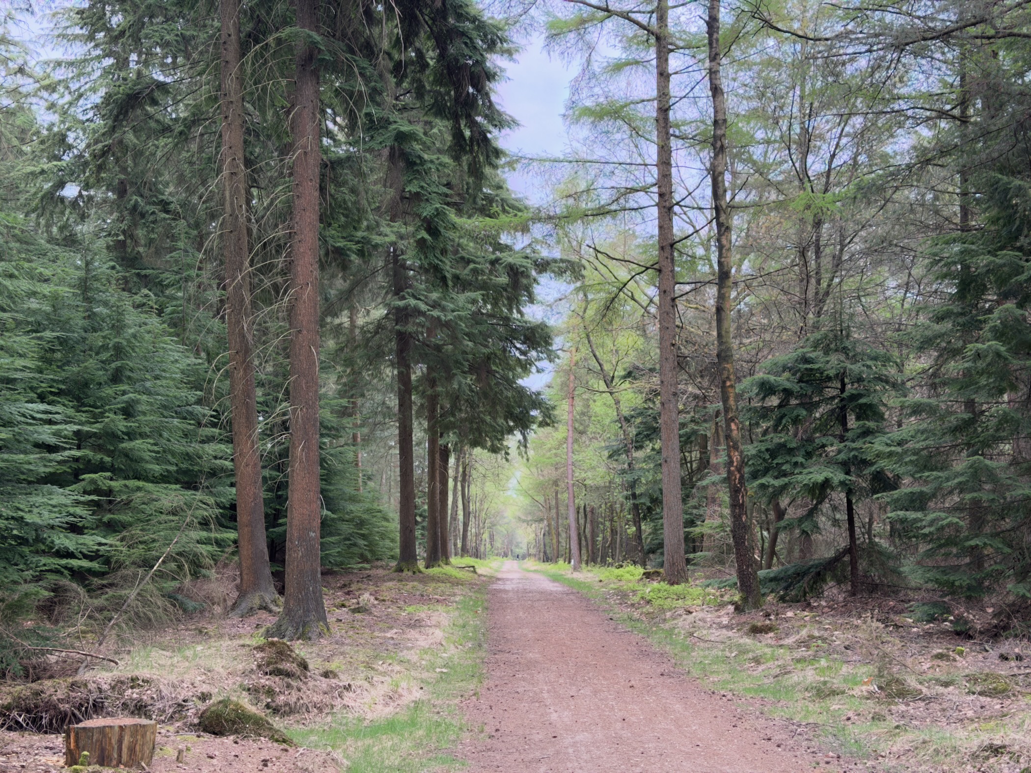 Wide sandy forest road lined with tall pines and spruces