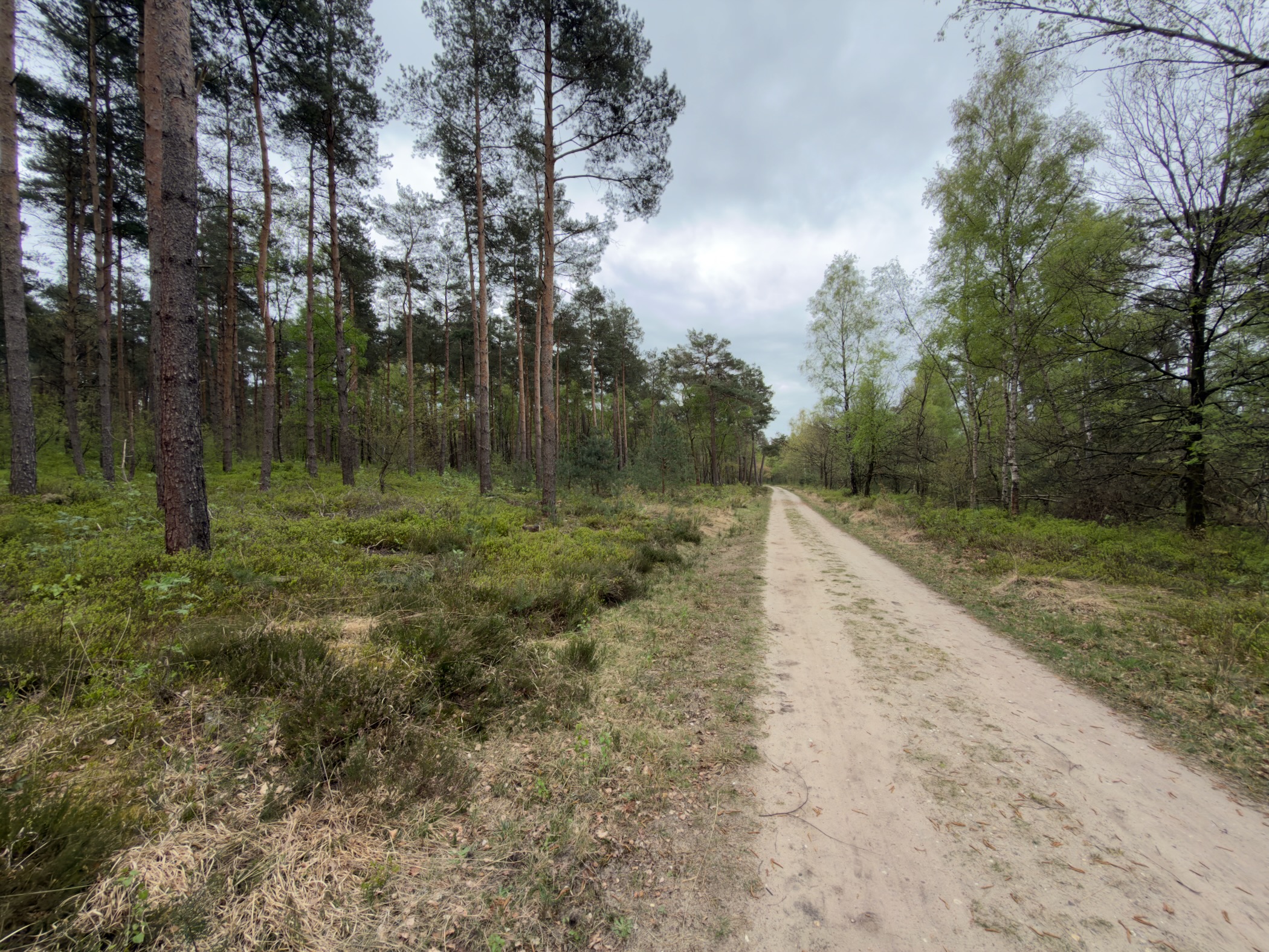 Sandy road along the edge of a pine wood with heather undergrowth