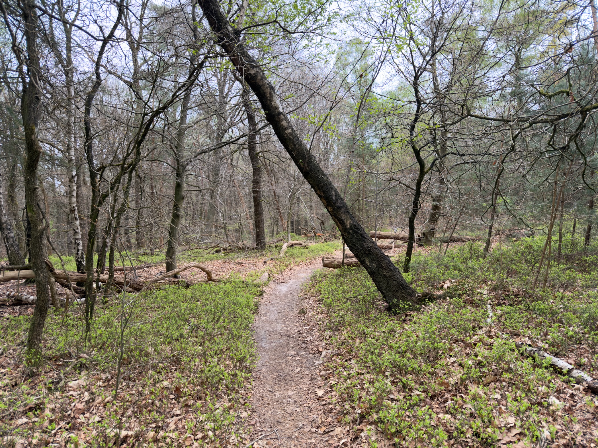 Singletrack path through an open oak wood with a leaning tree and fallen branches