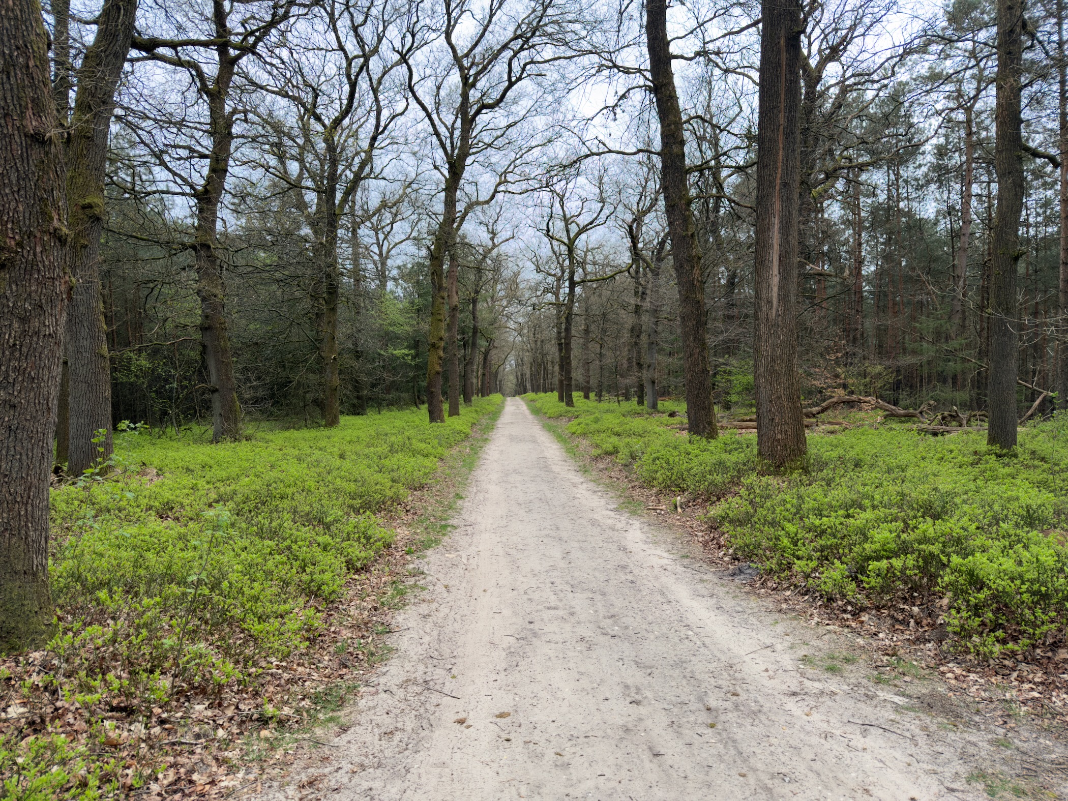 Straight sandy avenue flanked by oak trees and green blueberry shrubs