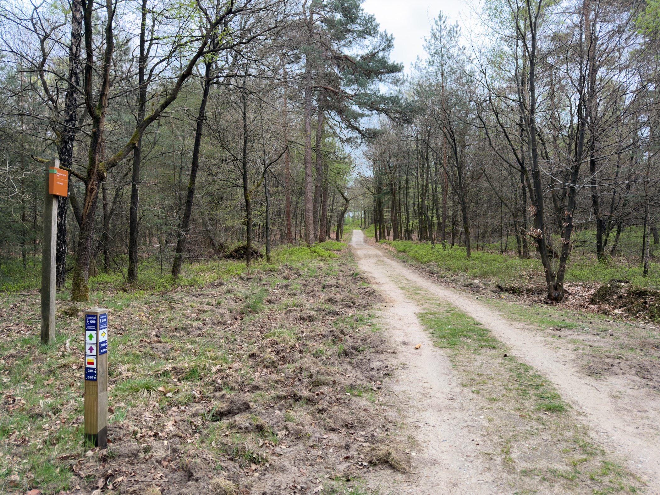 Sandy forest track with a trail marker post showing multiple hiking route symbols