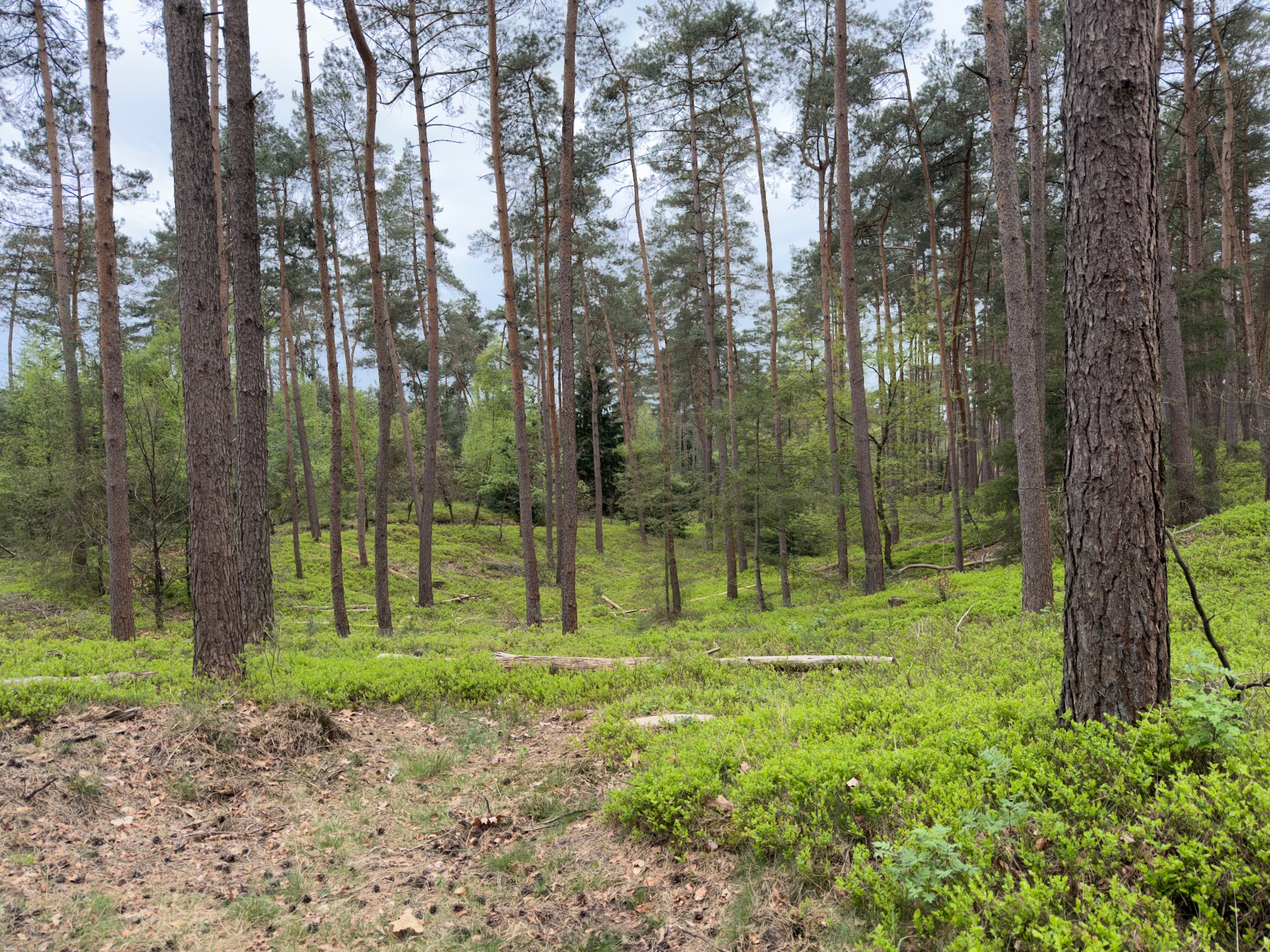 Open pine forest with blueberry bushes and scattered dead wood on the ground