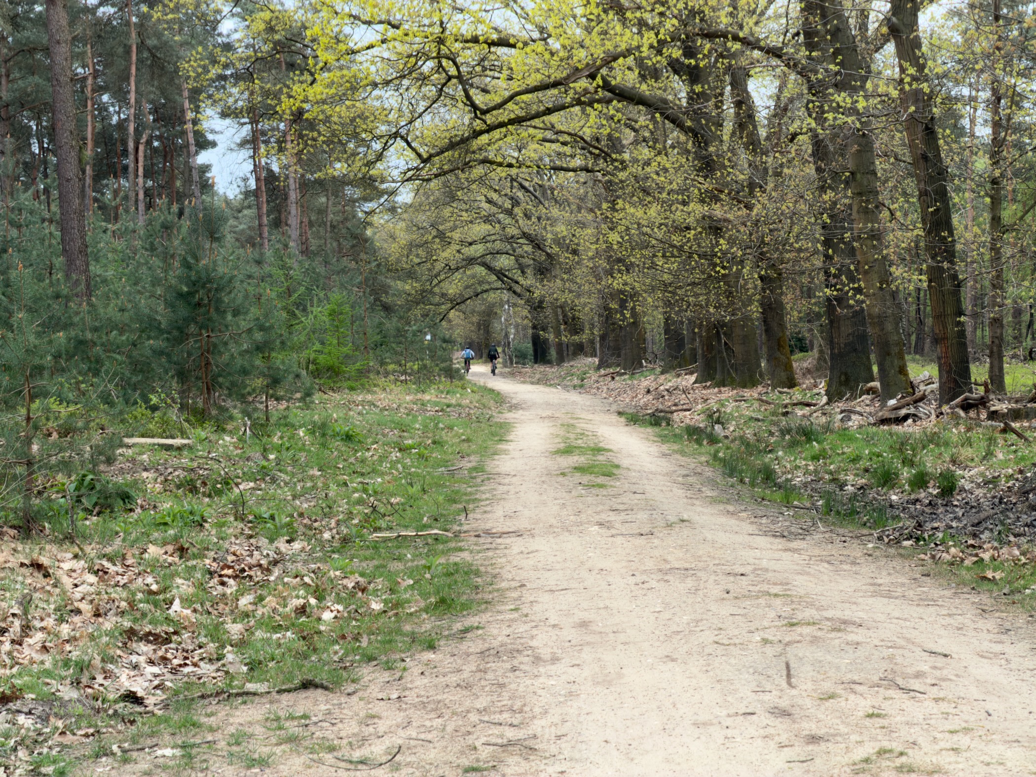 Wide sandy forest track under oaks with a few distant hikers