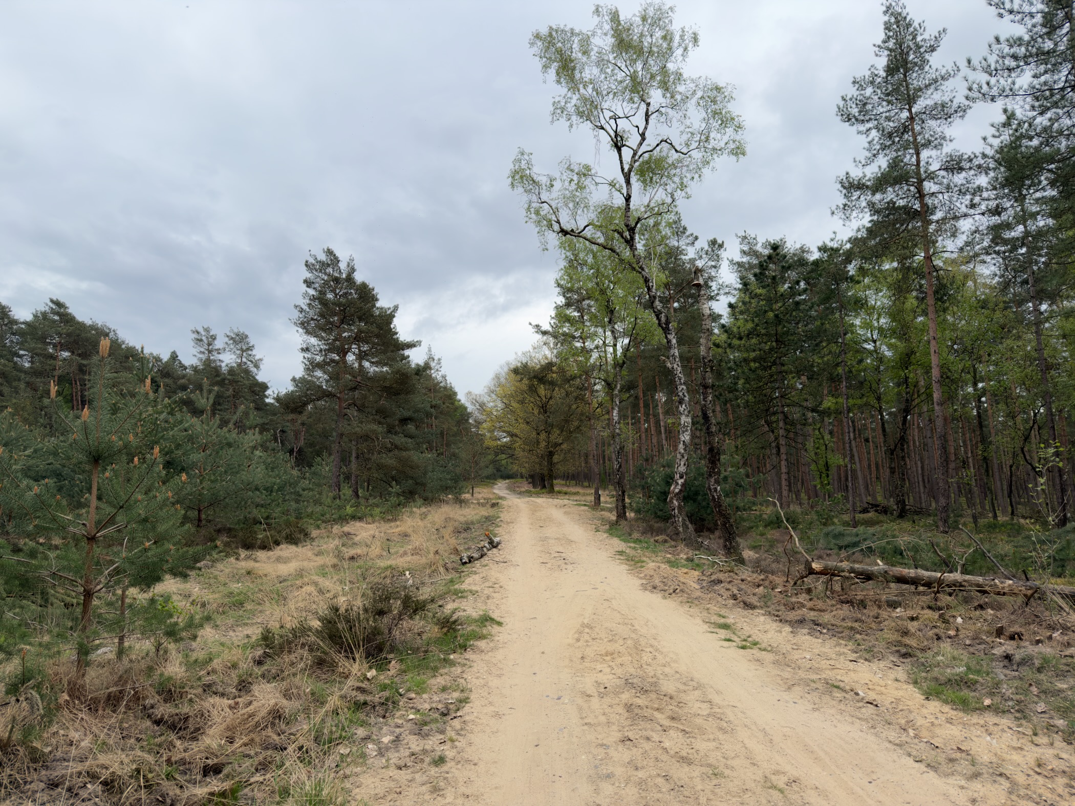 Sandy track through pine forest with a solitary birch tree and a cloudy sky