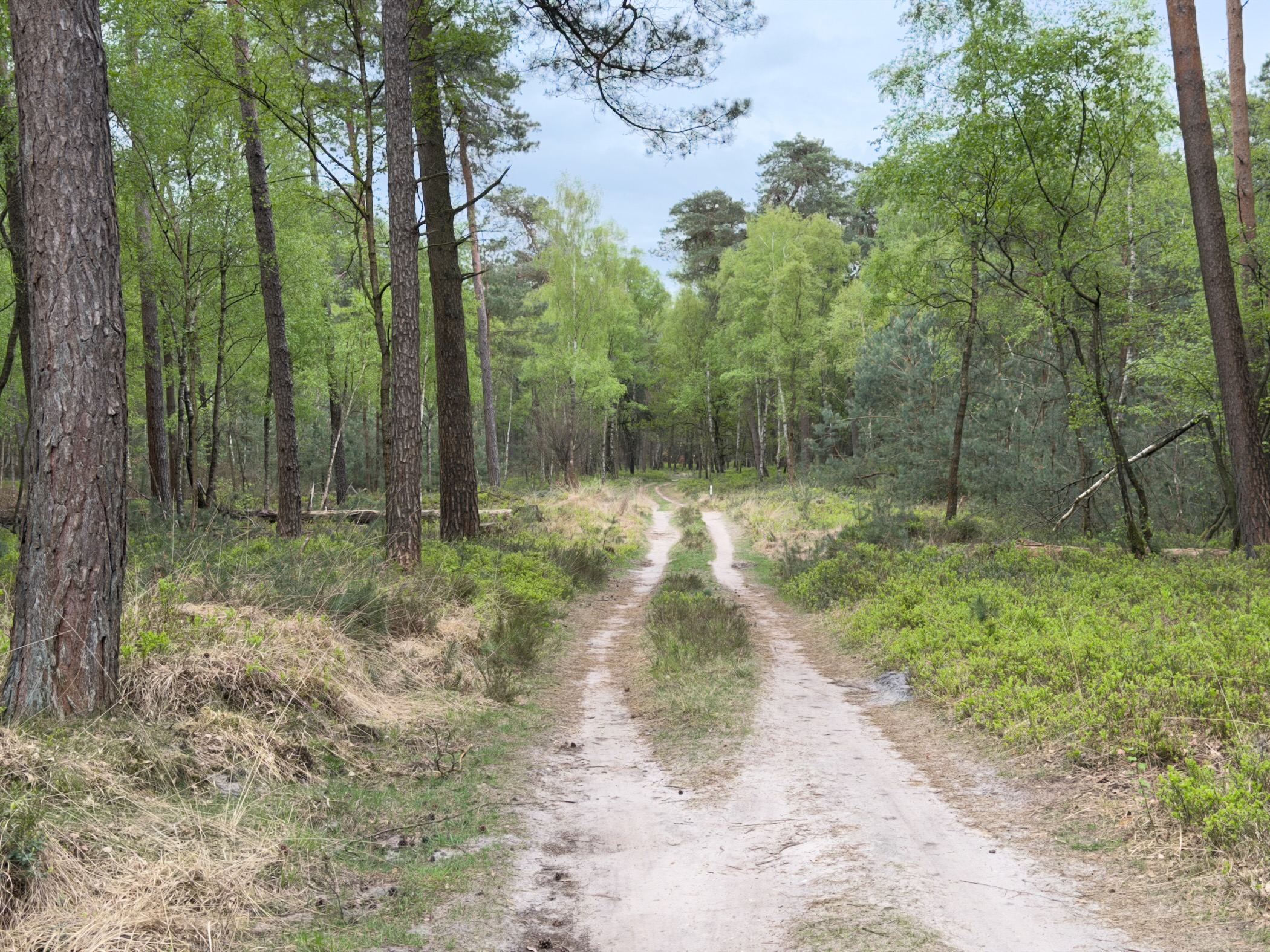 Sandy forest track branching off between pines and birches