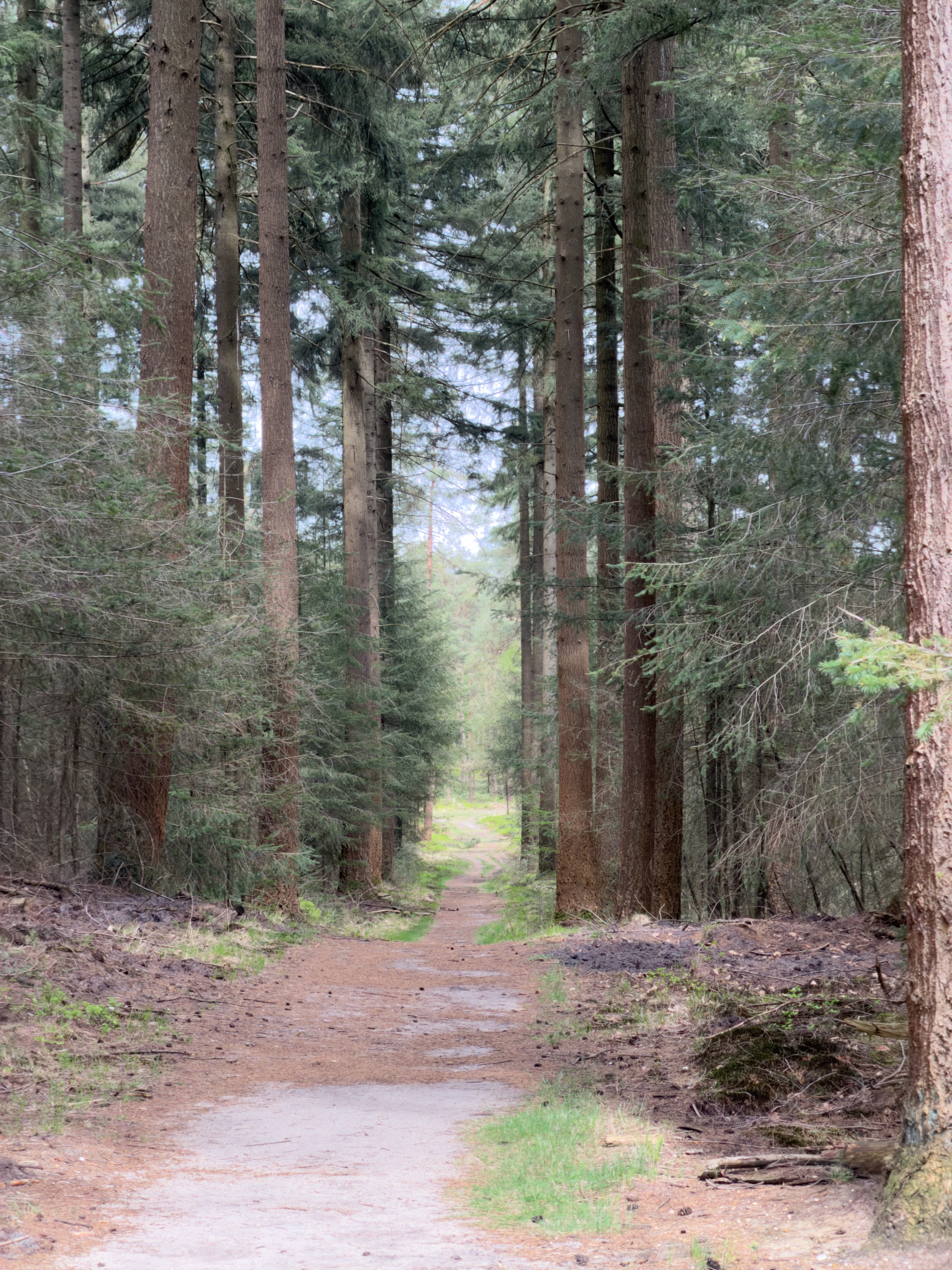 Narrow path through a tall douglas fir plantation