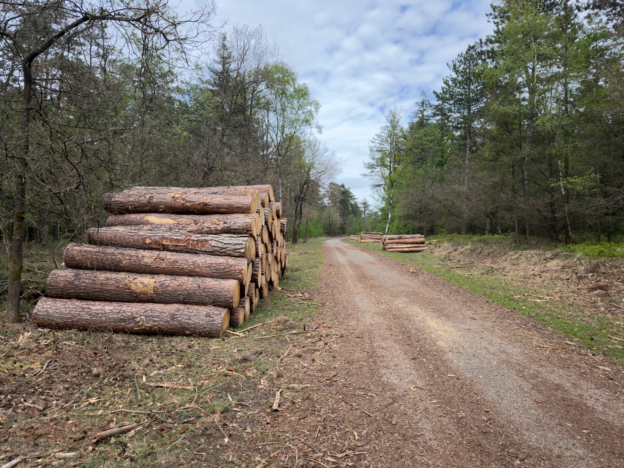 Stack of freshly cut pine logs on the side of a forest road