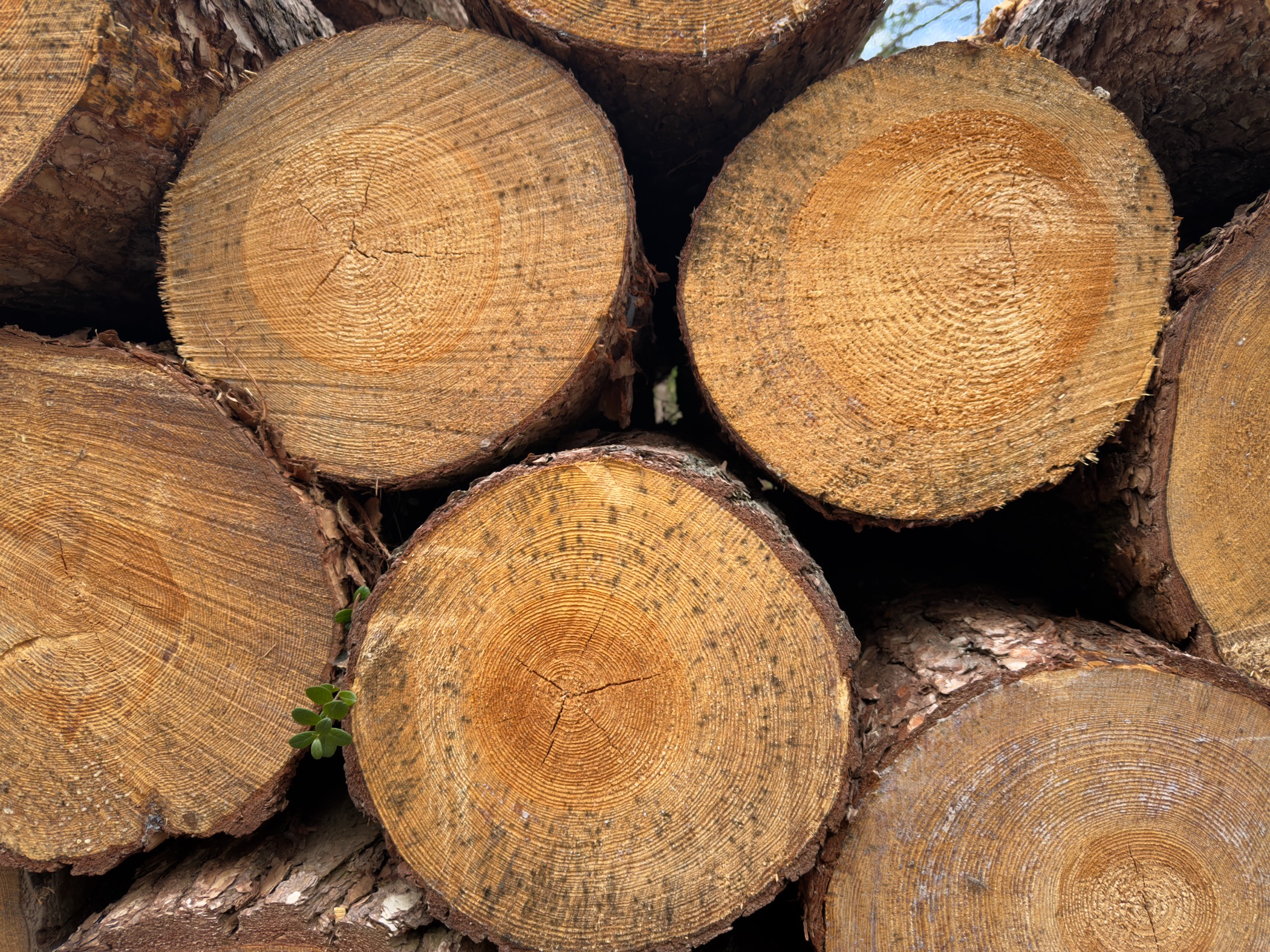 Close-up of cut pine log ends showing growth rings and bark